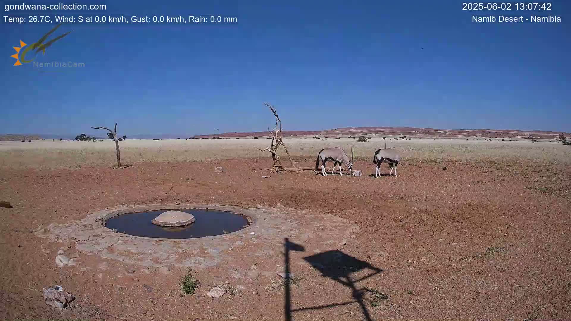 Two oryx drink from a water source in a dry, reddish-brown landscape under a clear blue sky.