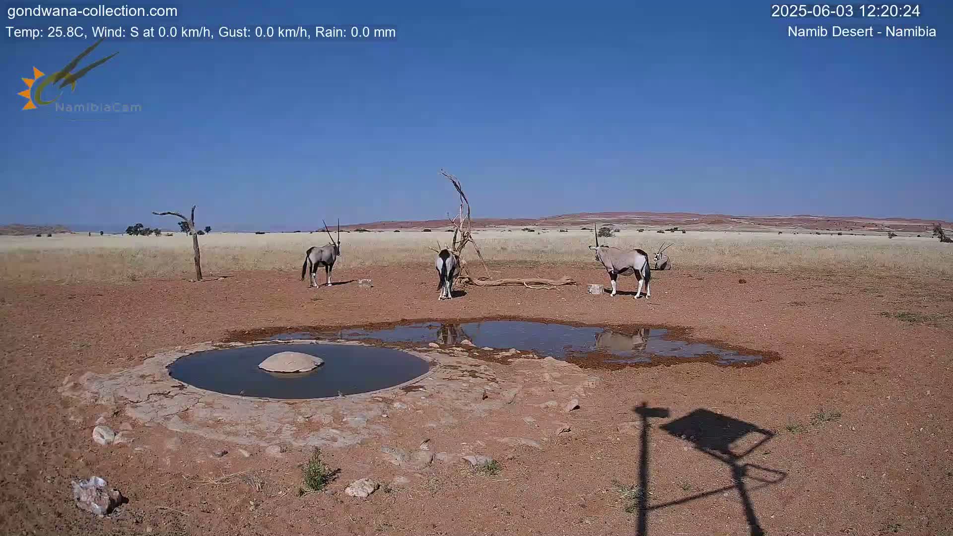 Three oryx stand near a small, shallow pool of water in a dry, arid landscape under a clear blue sky.