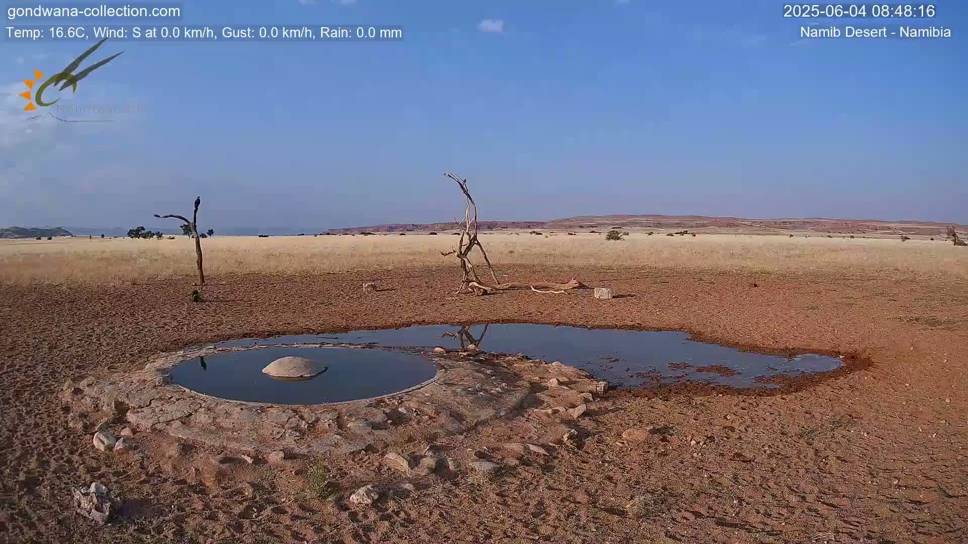 Wild Life in Namib Desert Naukluft National Park Live Cam - Maltahohe, Hardap,  Namibia
