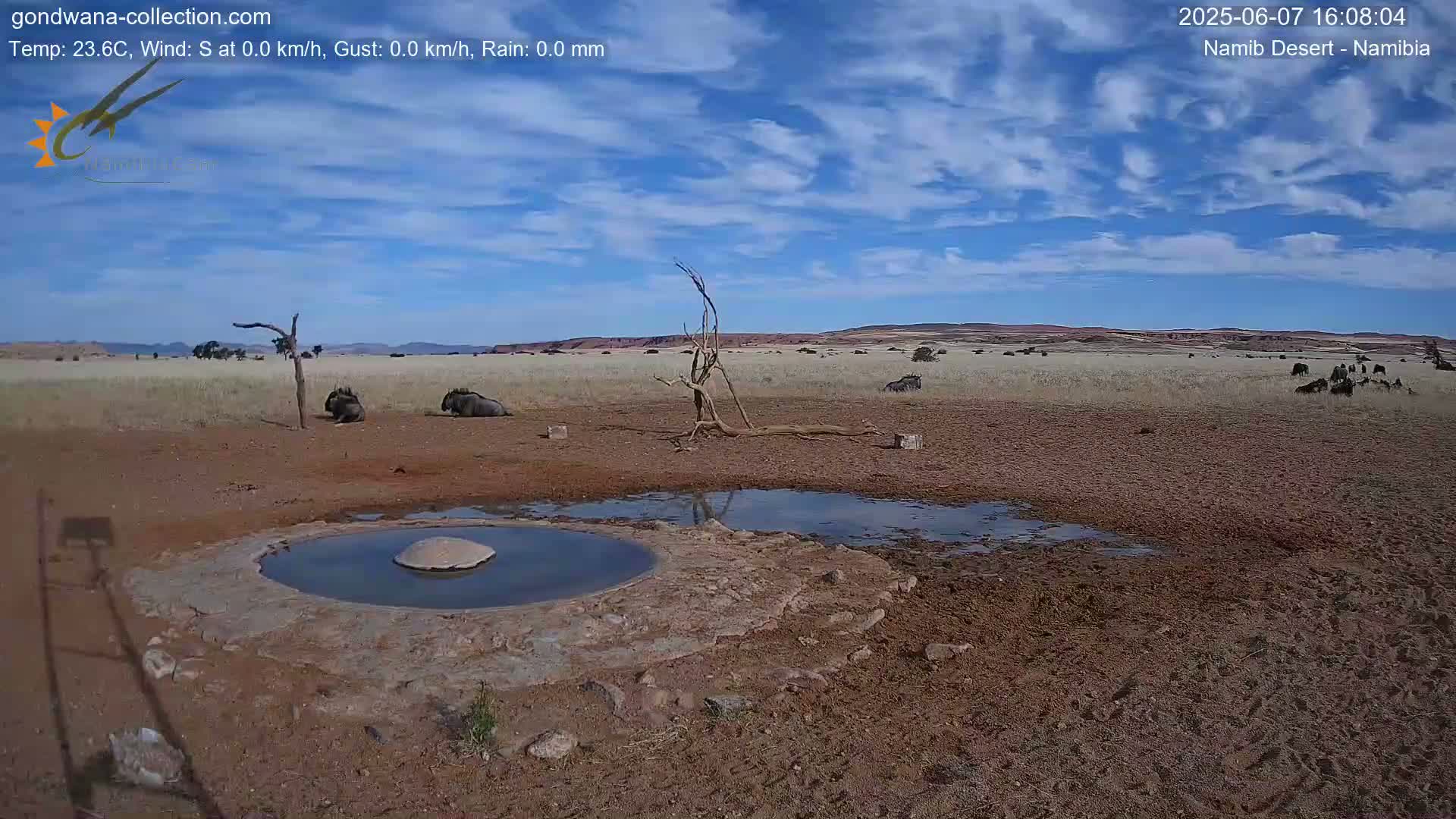 A dry, arid landscape under a mostly sunny sky features several wildebeest near a small, muddy watering hole.