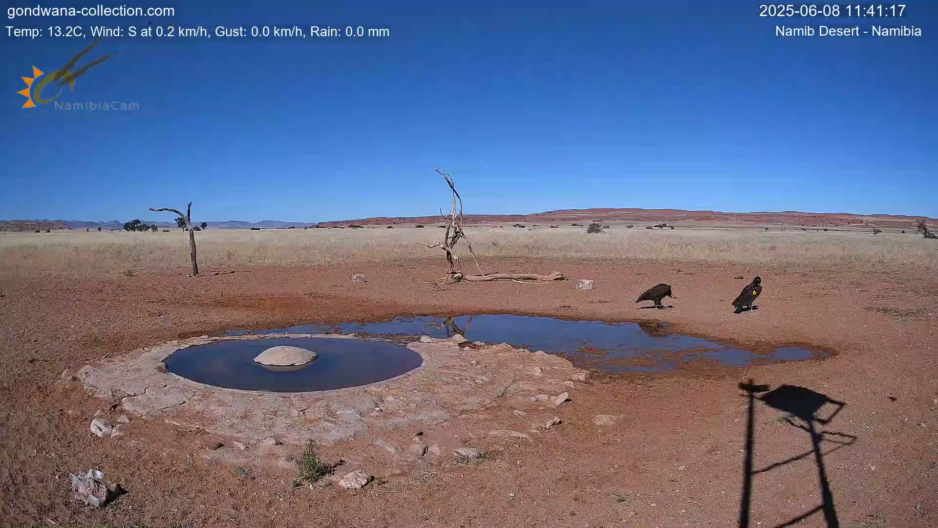 Two vultures stand near a small, shallow pool of water in a dry, reddish-brown landscape under a clear blue sky.