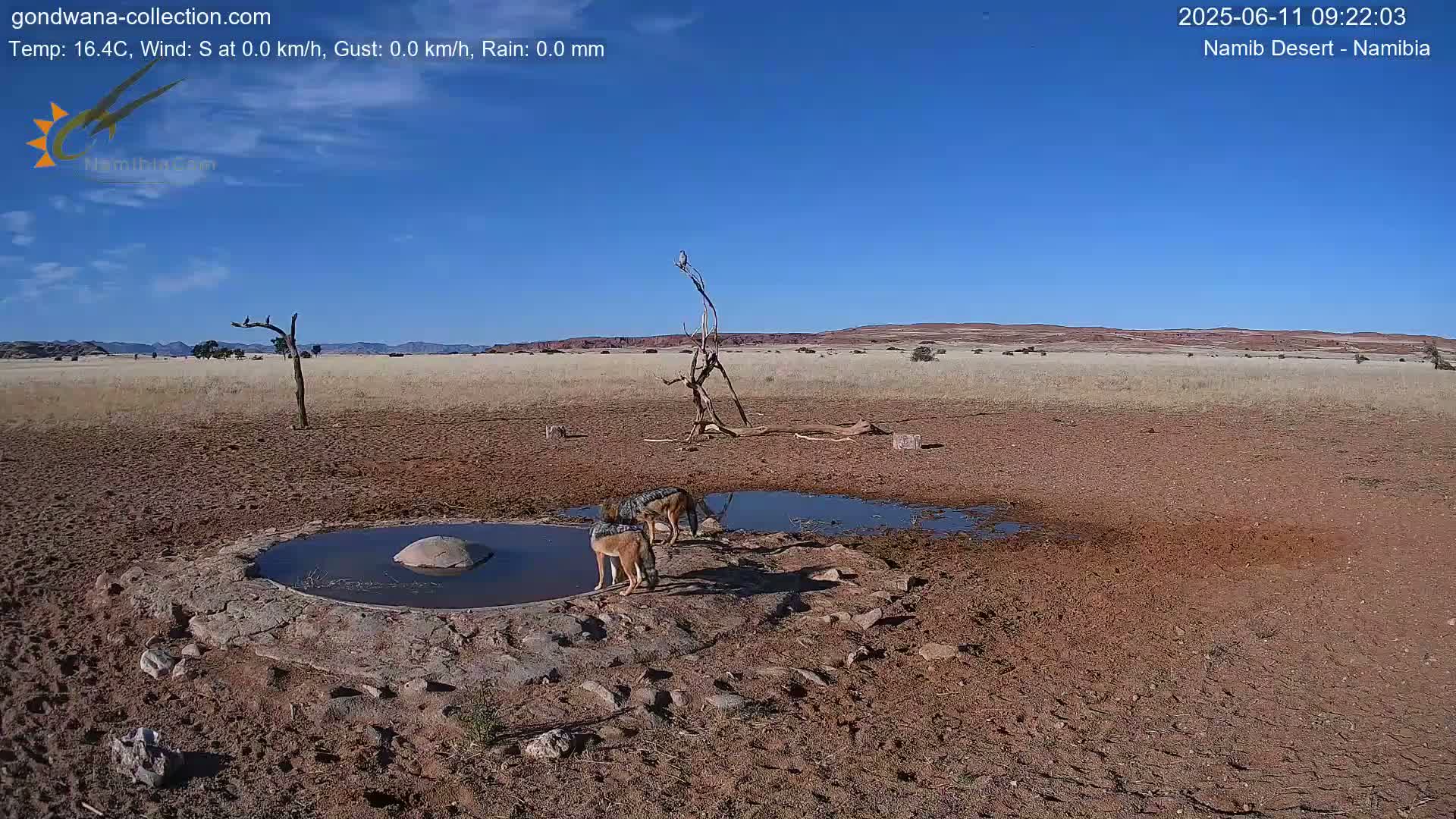 Two jackals drink from a small, shallow pool of water in a dry, reddish-brown desert landscape under a clear blue sky.