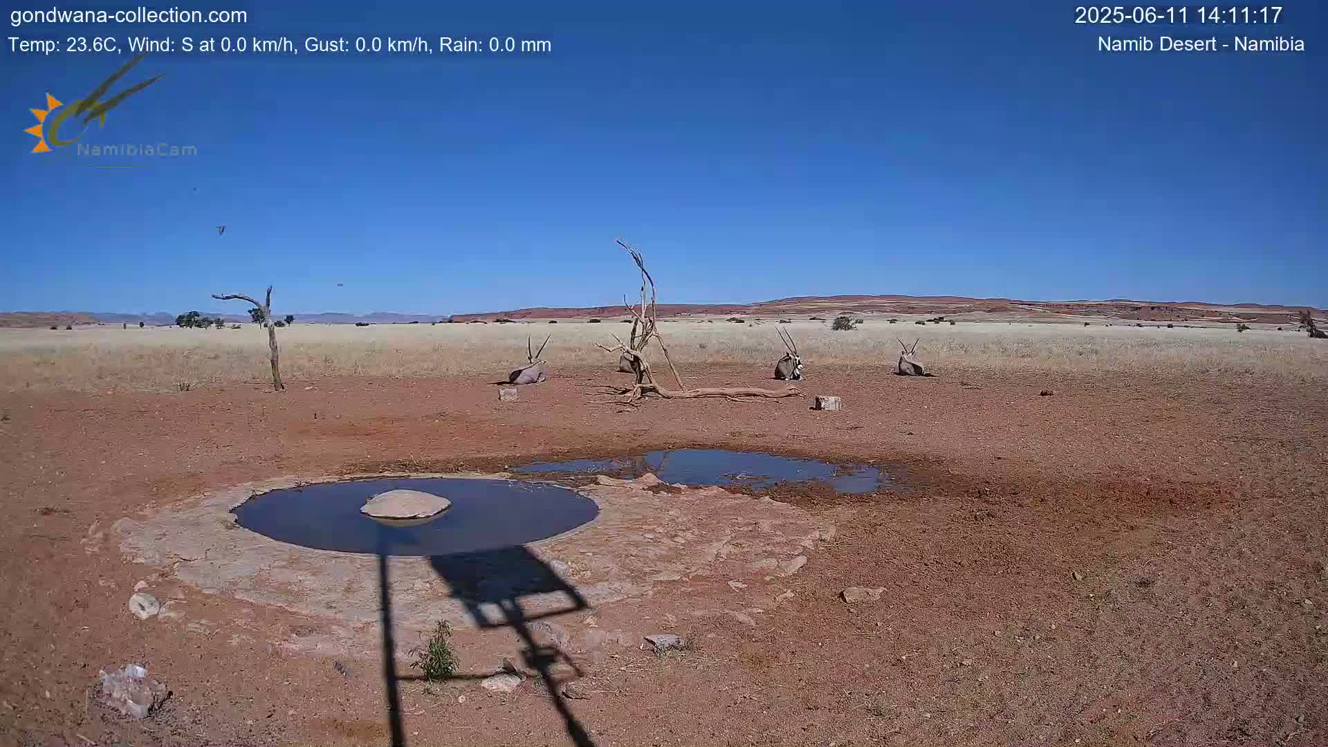 Several oryx rest near a small, shallow pool of water in a dry, arid landscape under a clear blue sky.