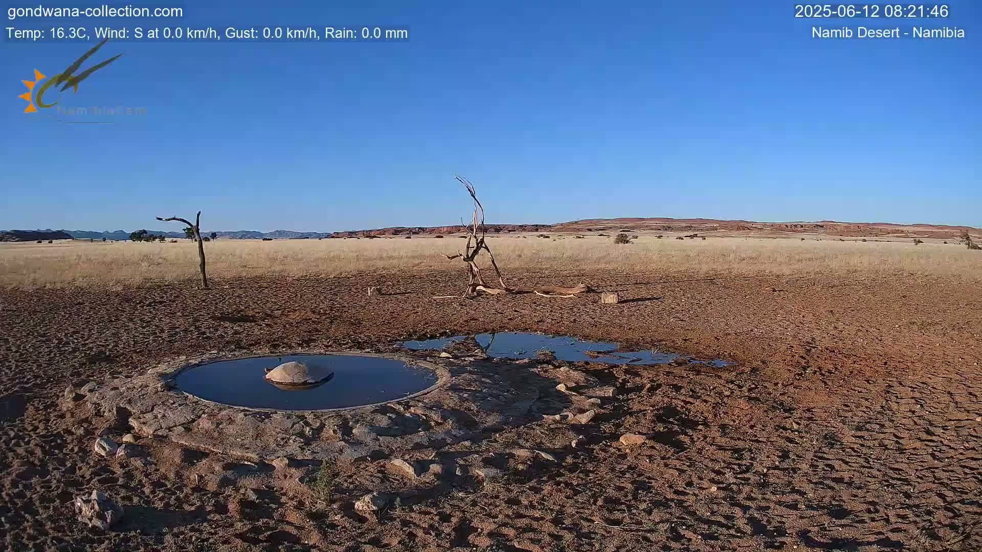 Wild Life in Namib Desert Naukluft National Park Live Cam - Maltahohe, Hardap,  Namibia