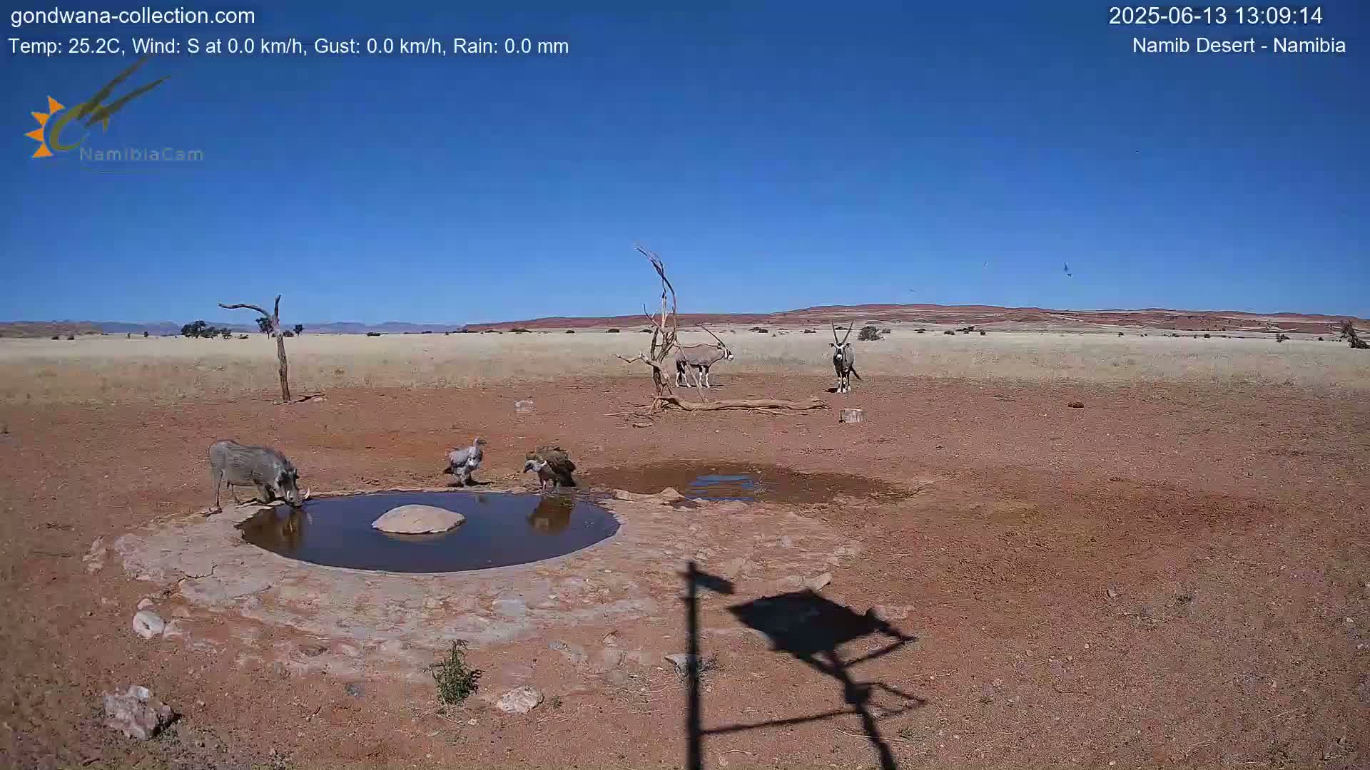 A warthog and other animals drink from a watering hole in a dry, arid landscape under a clear blue sky.