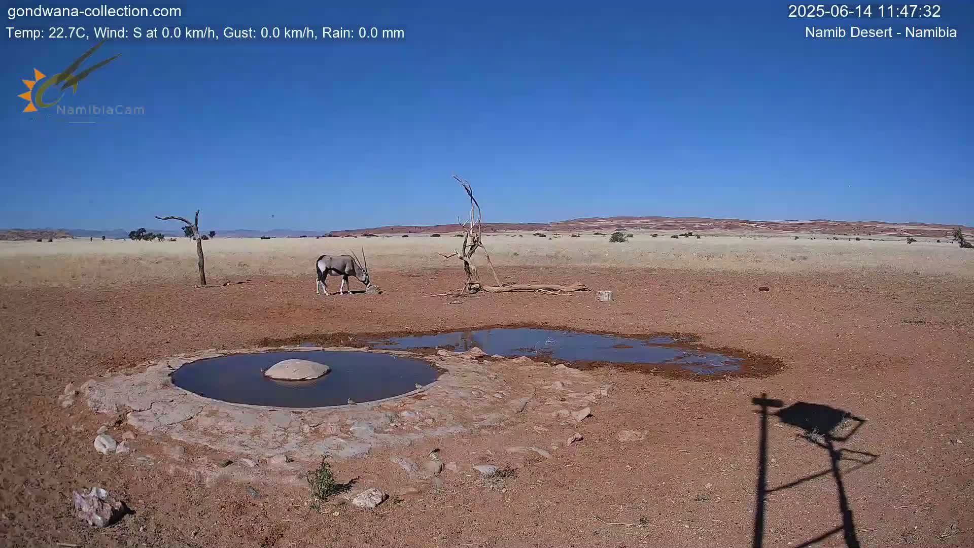 An oryx drinks from a waterhole in a dry, reddish-brown desert under a clear blue sky.