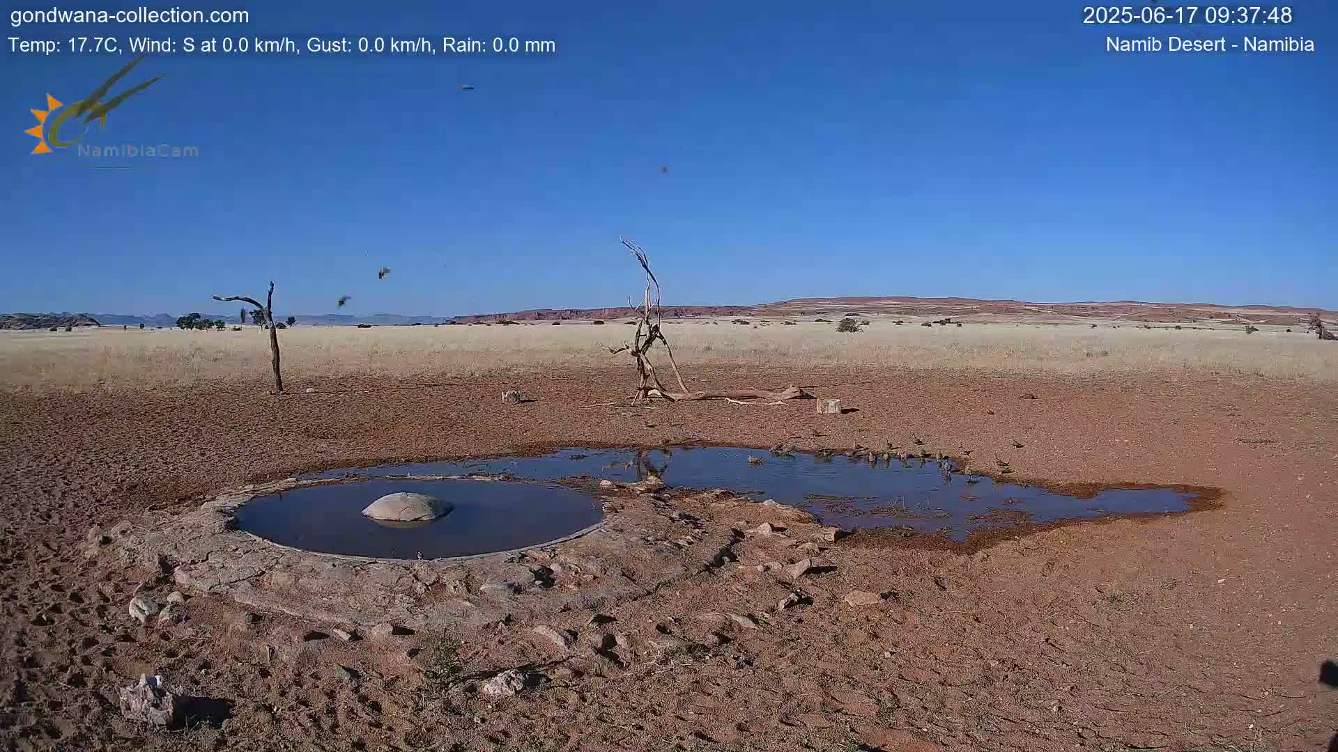 A small, shallow pool of water surrounded by dry, reddish-brown earth is populated by several birds under a clear blue sky.