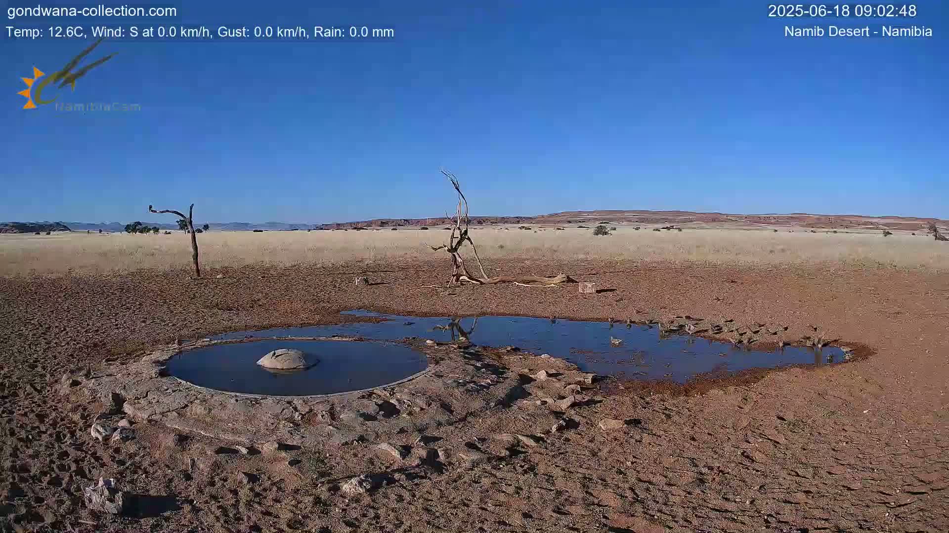 A dry, arid landscape under a clear blue sky features a small watering hole with several birds, surrounded by sparse vegetation and a dead tree.