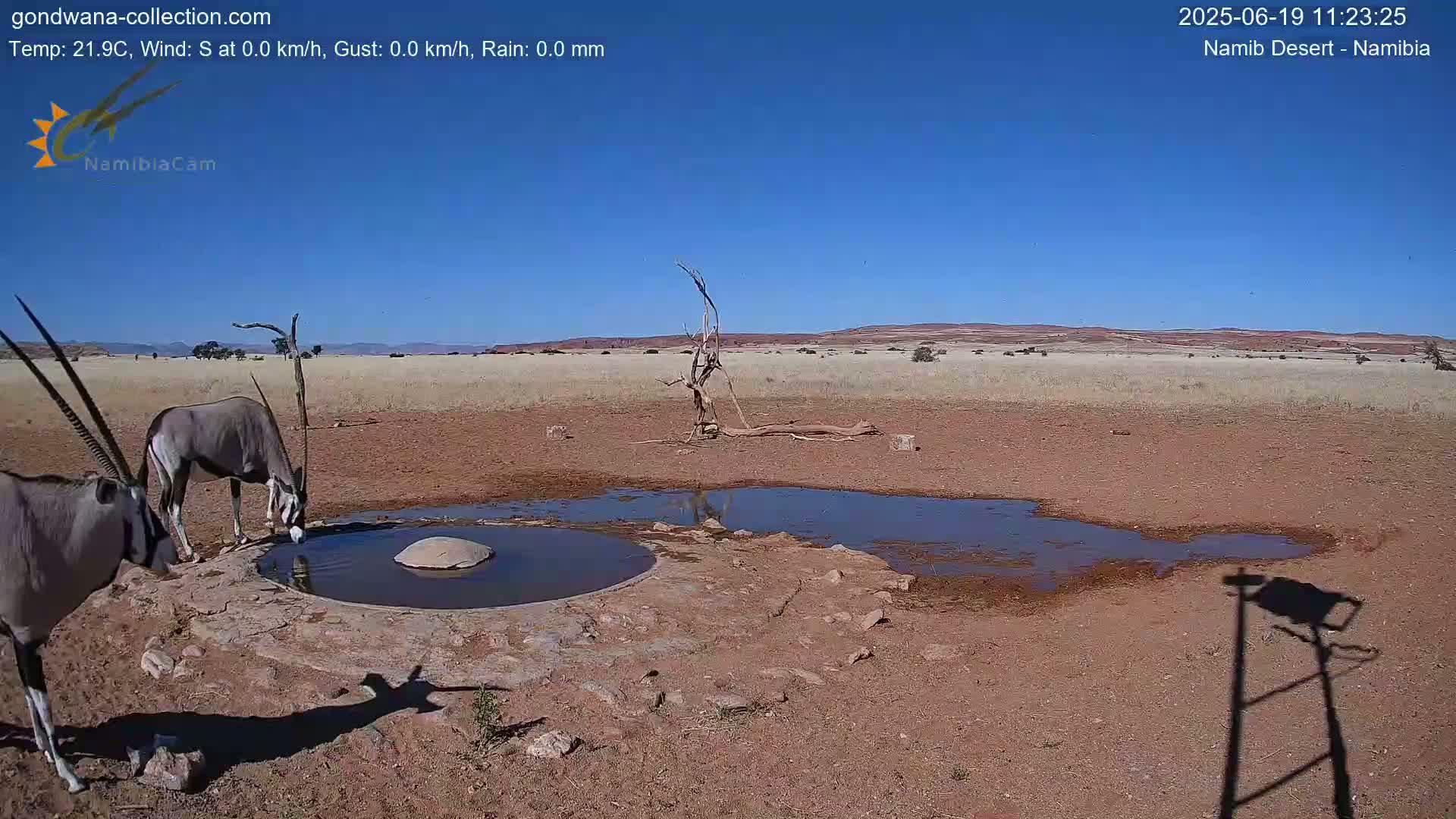 Two oryx drink from a small pool of water in a dry, arid landscape under a clear blue sky.