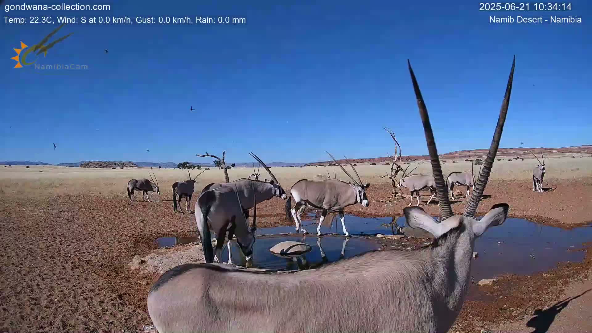 A herd of oryx gather at a watering hole in a dry, sunny desert landscape.
