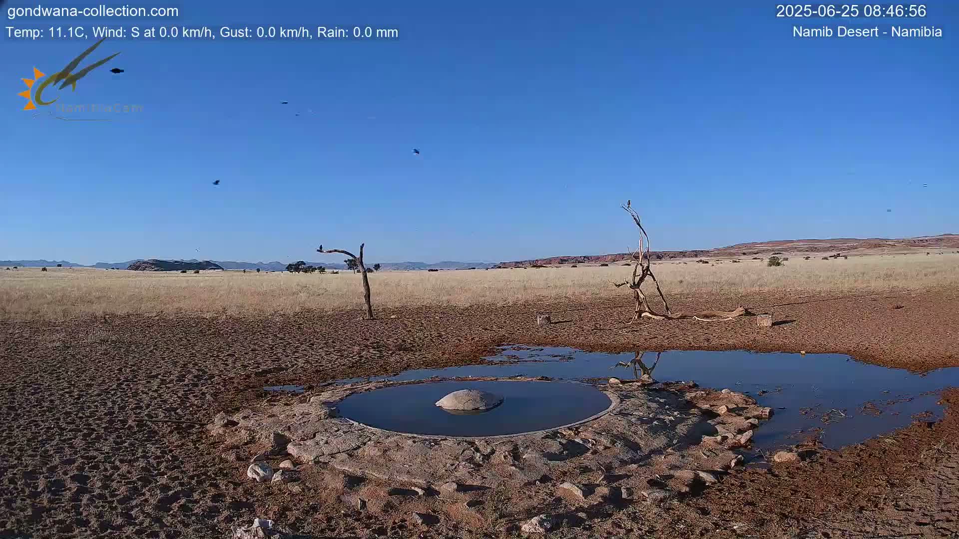 Wild Life in Namib Desert Naukluft National Park Live Cam - Maltahohe, Hardap,  Namibia