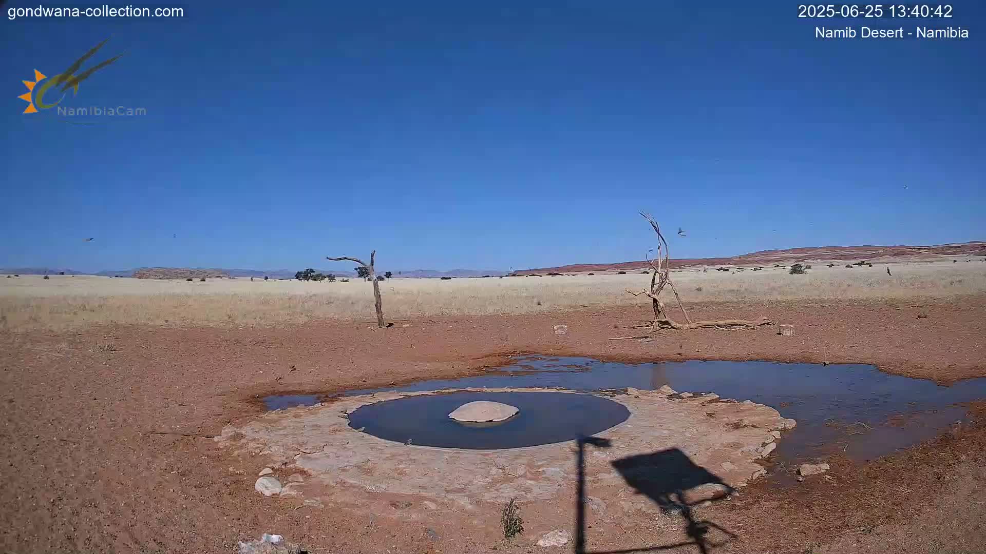 Wild Life in Namib Desert Naukluft National Park Live Cam - Maltahohe, Hardap,  Namibia