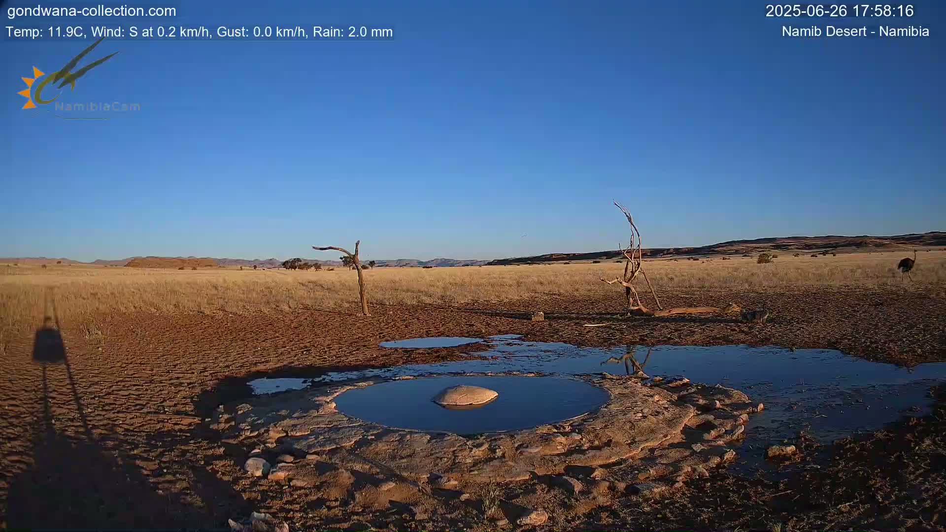 Wild Life in Namib Desert Naukluft National Park Live Cam - Maltahohe, Hardap,  Namibia
