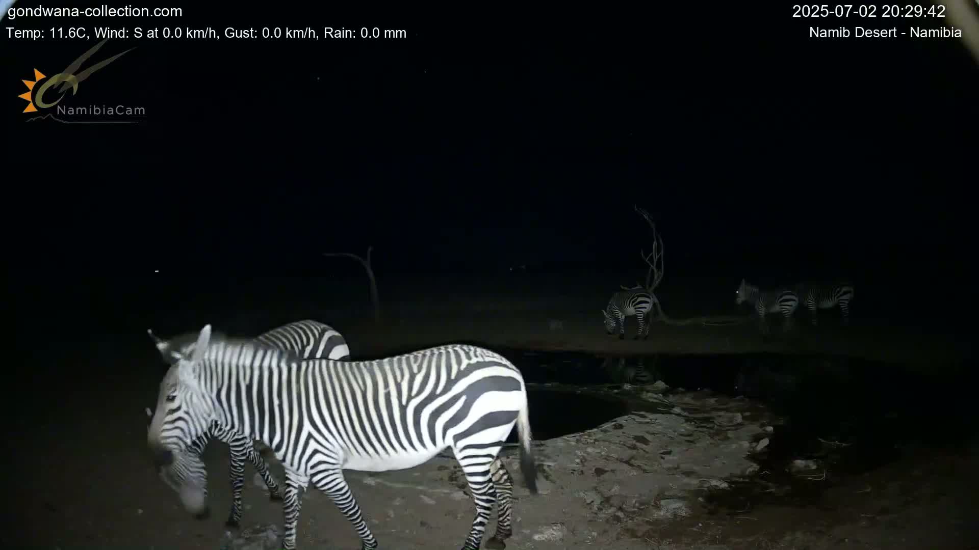 Wild Life in Namib Desert Naukluft National Park Live Cam - Maltahohe, Hardap,  Namibia