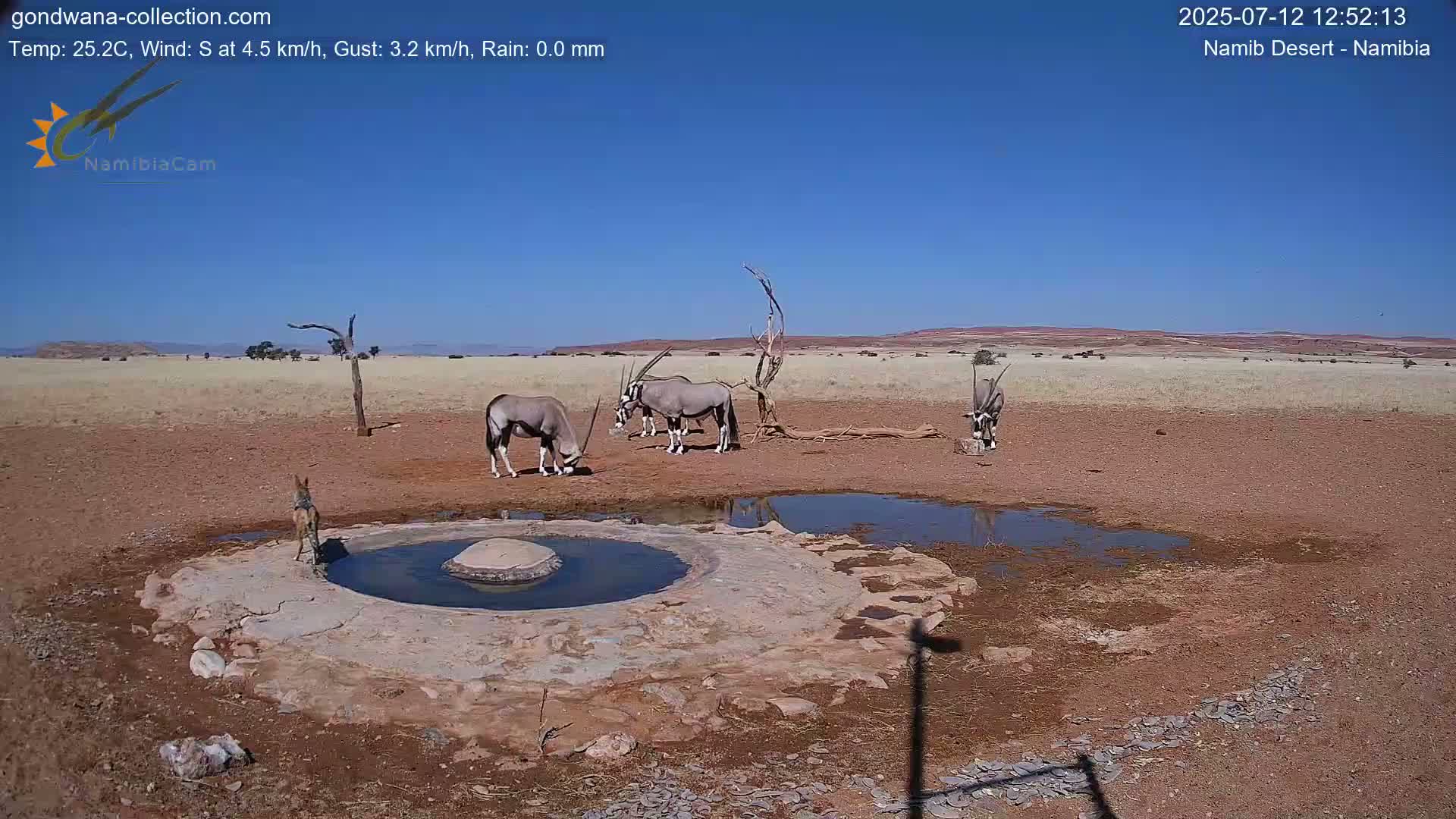 Wild Life in Namib Desert Naukluft National Park Live Cam - Maltahohe, Hardap,  Namibia