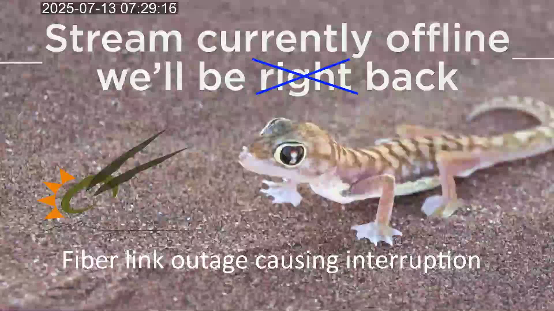 Wild Life in Namib Desert Naukluft National Park Live Cam - Maltahohe, Hardap,  Namibia