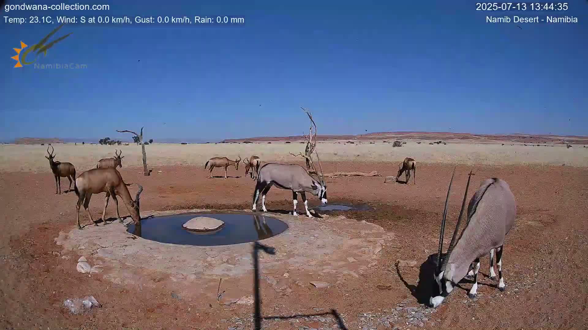 Wild Life in Namib Desert Naukluft National Park Live Cam - Maltahohe, Hardap,  Namibia
