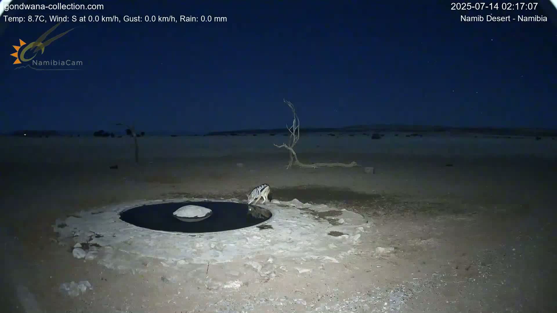 Wild Life in Namib Desert Naukluft National Park Live Cam - Maltahohe, Hardap,  Namibia