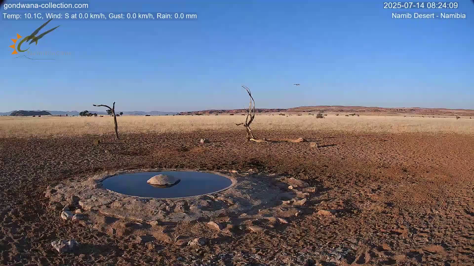 Wild Life in Namib Desert Naukluft National Park Live Cam - Maltahohe, Hardap,  Namibia