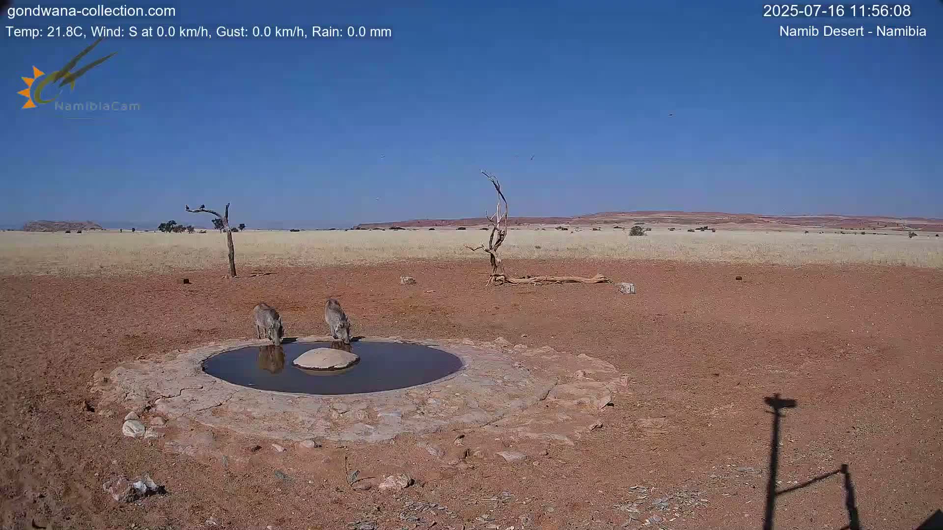 Wild Life in Namib Desert Naukluft National Park Live Cam - Maltahohe, Hardap,  Namibia