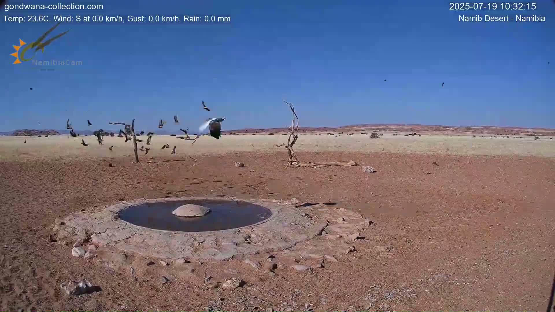 Wild Life in Namib Desert Naukluft National Park Live Cam - Maltahohe, Hardap,  Namibia