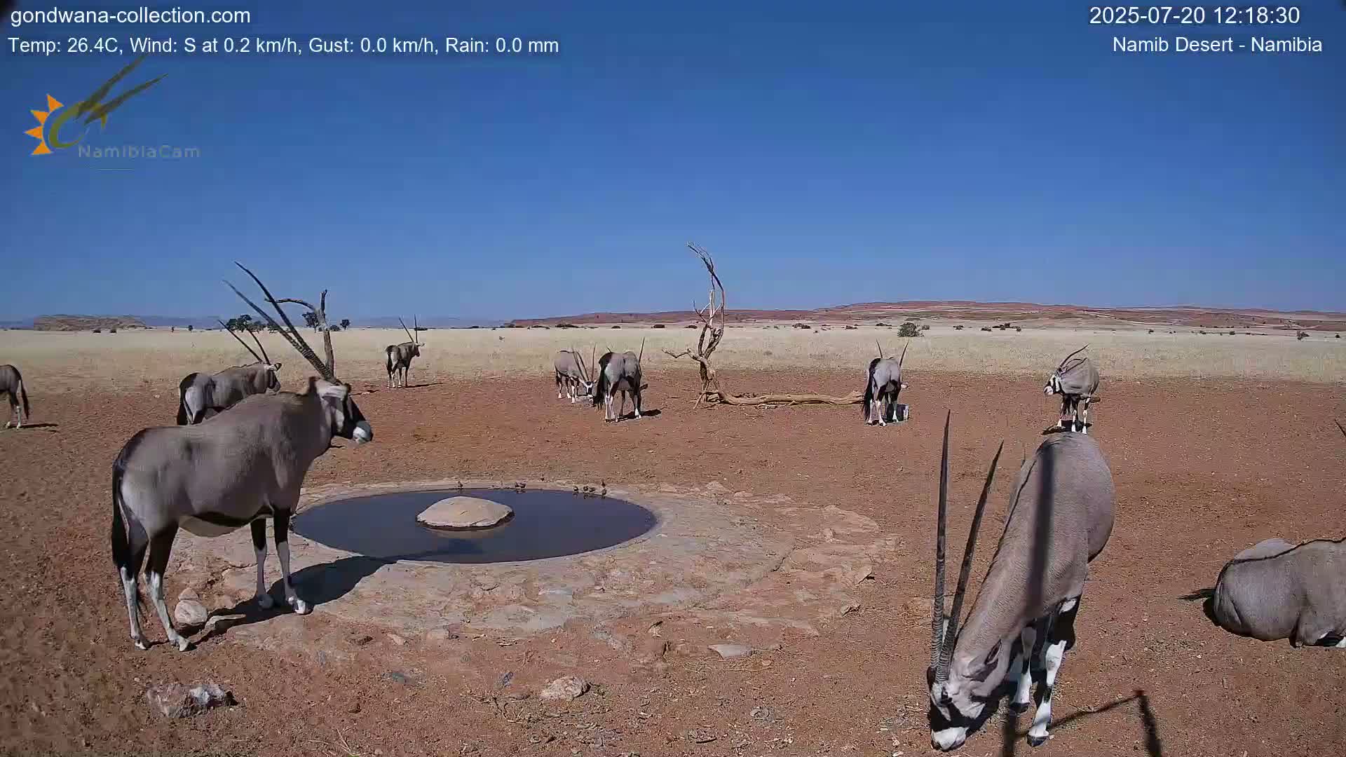 Wild Life in Namib Desert Naukluft National Park Live Cam - Maltahohe, Hardap,  Namibia