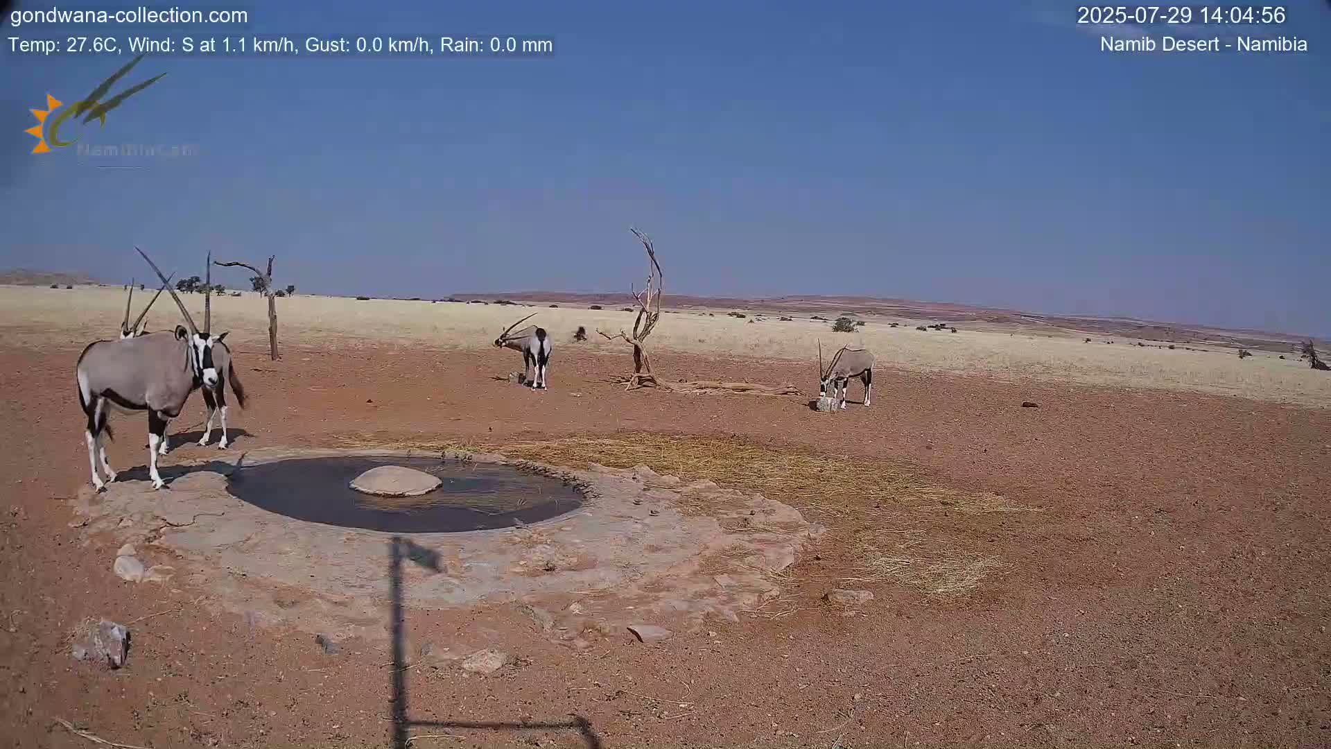 Wild Life in Namib Desert Naukluft National Park Live Cam - Maltahohe, Hardap,  Namibia