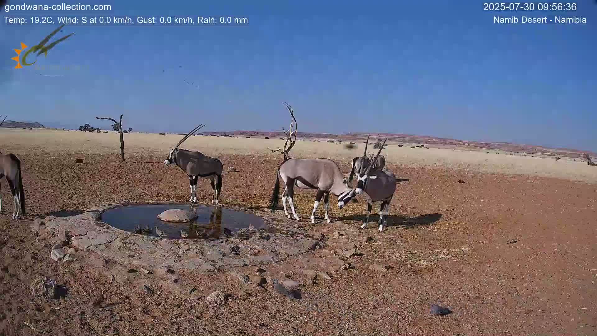 Three oryx stand near a small, shallow pool of water in a dry, arid landscape under a clear blue sky.