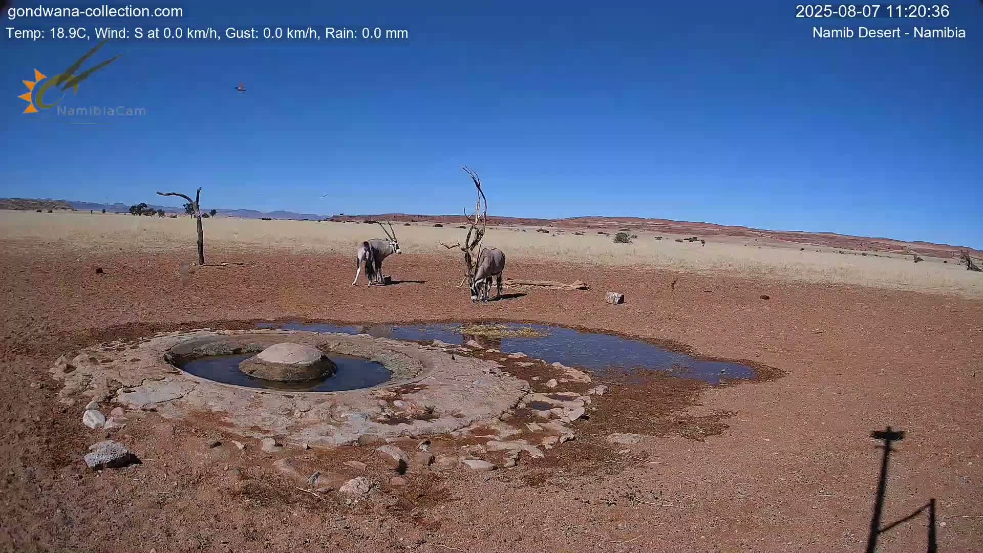 Wild Life in Namib Desert Naukluft National Park Live Cam - Maltahohe, Hardap,  Namibia