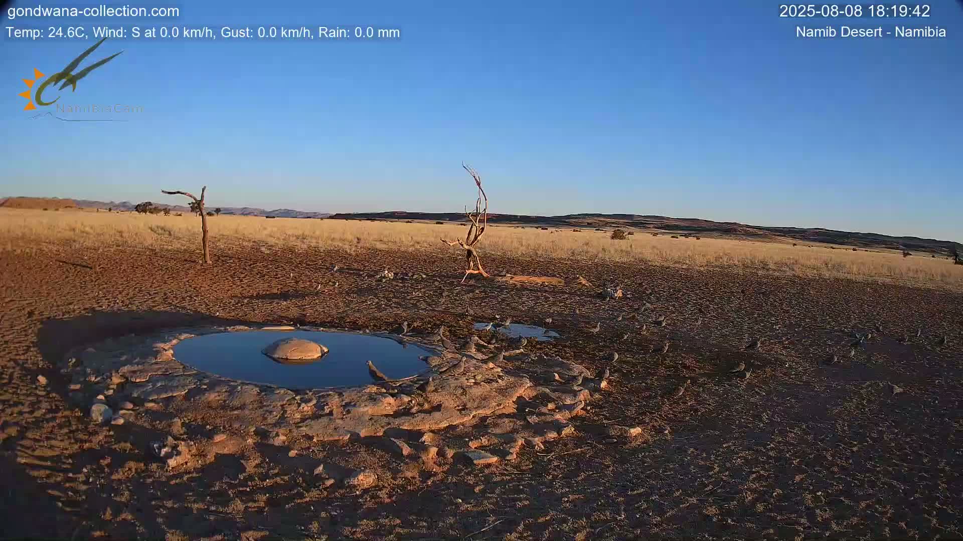 Wild Life in Namib Desert Naukluft National Park Live Cam - Maltahohe, Hardap,  Namibia