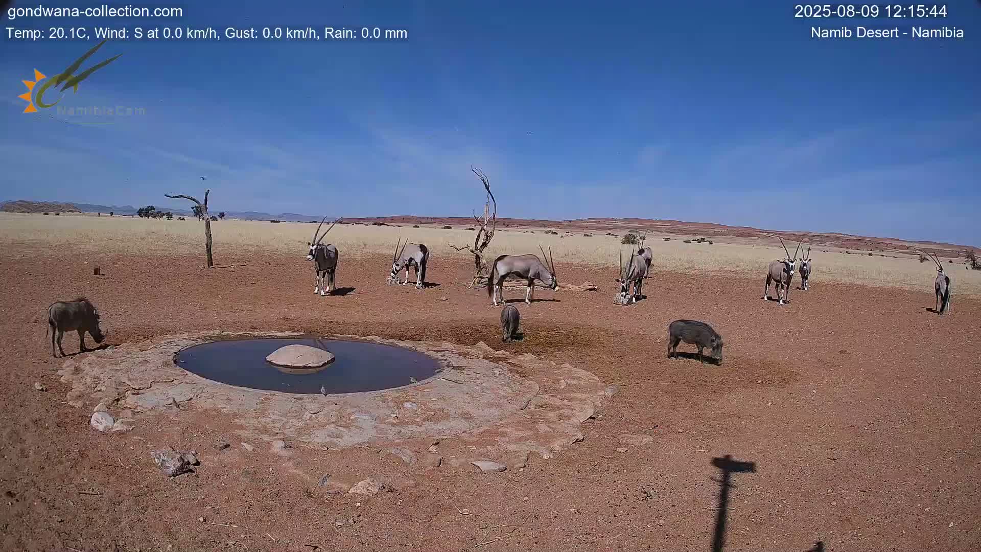 Wild Life in Namib Desert Naukluft National Park Live Cam - Maltahohe, Hardap,  Namibia