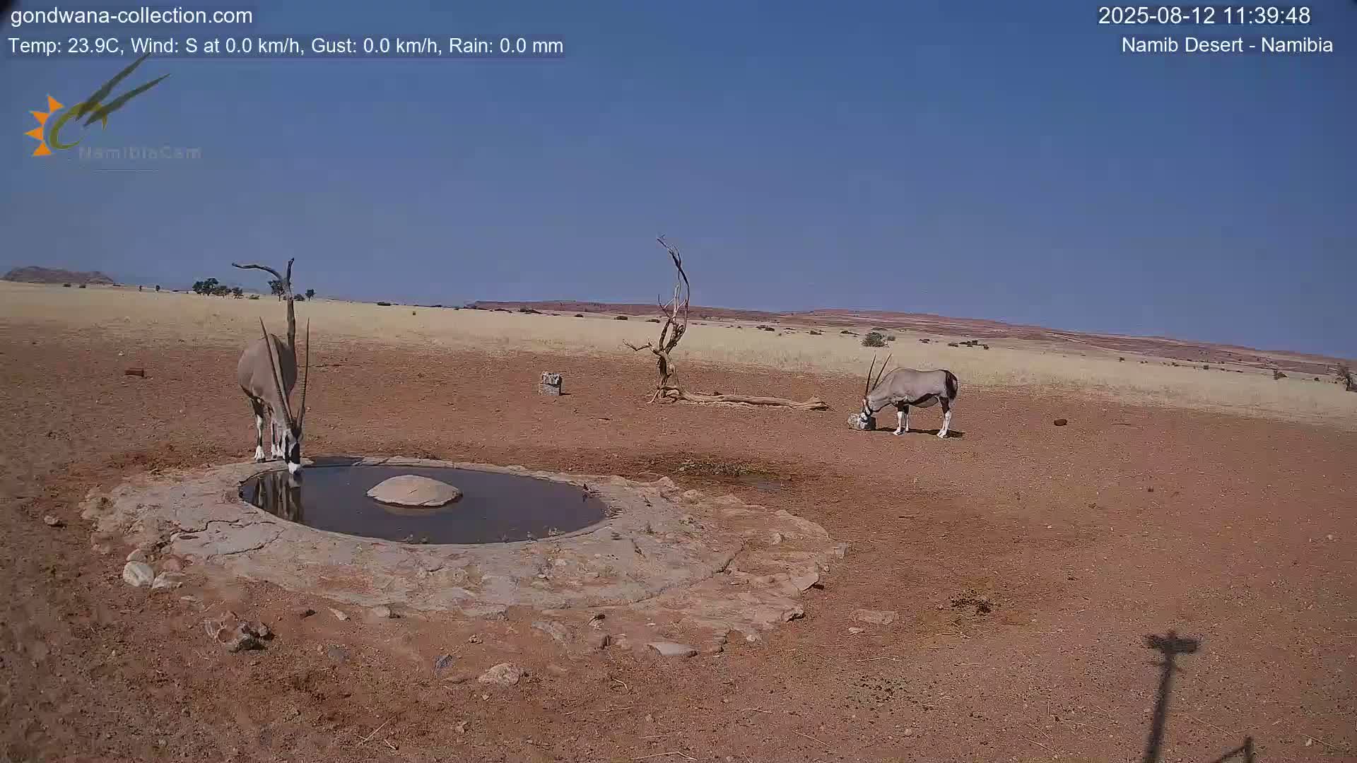 Wild Life in Namib Desert Naukluft National Park Live Cam - Maltahohe, Hardap,  Namibia