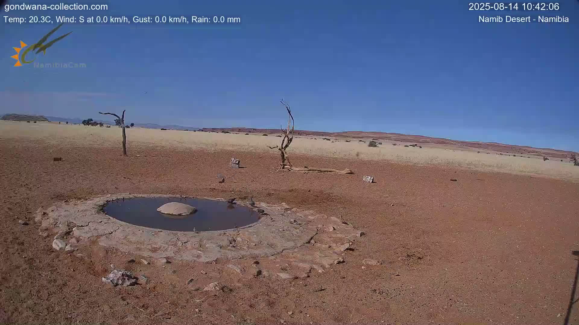 Wild Life in Namib Desert Naukluft National Park Live Cam - Maltahohe, Hardap,  Namibia