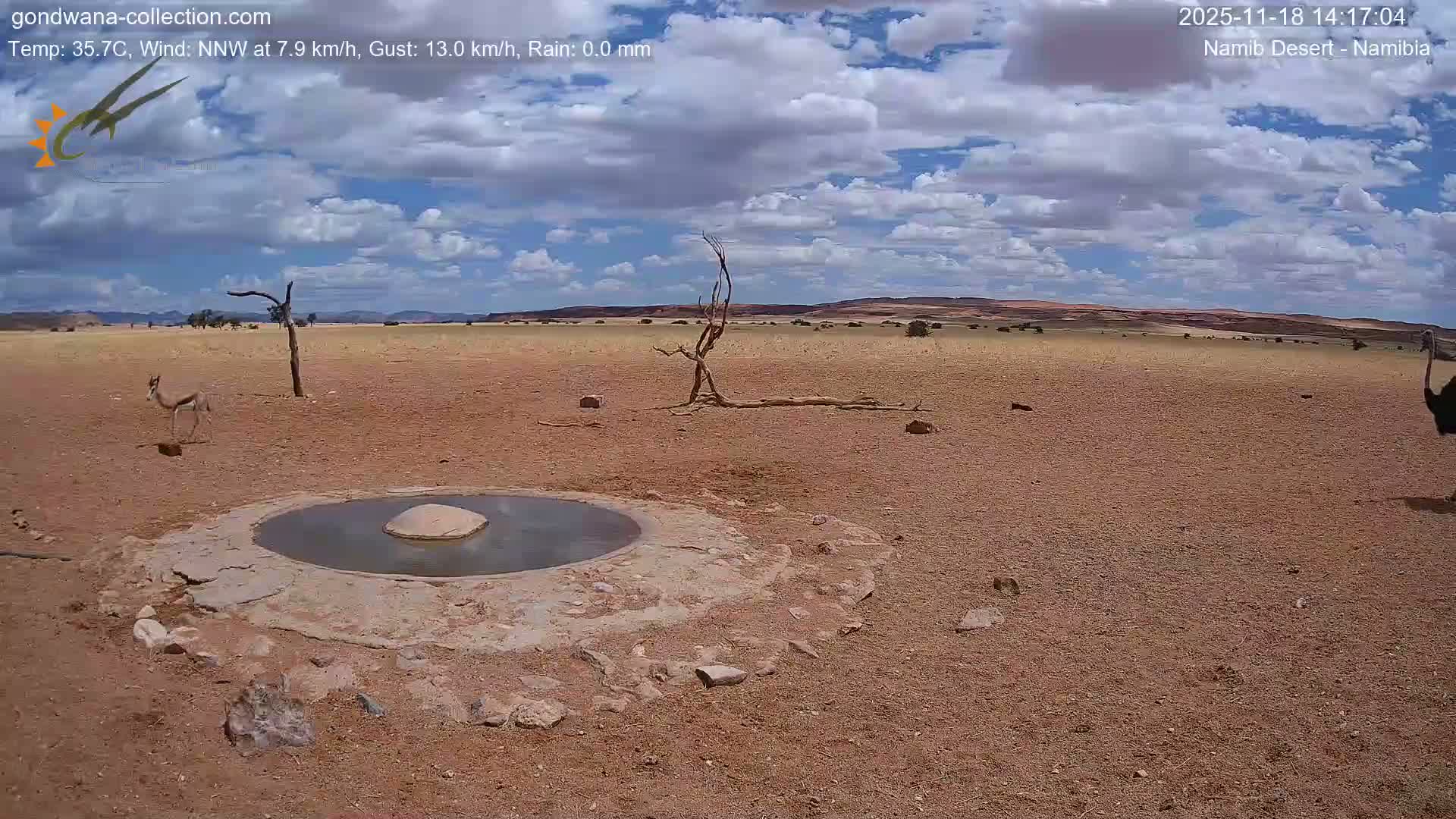 Under a clear, dark night sky, a calm waterhole with a rock in its center is visible in the foreground of a sparse desert landscape, featuring dry ground and a few bare, dead trees.