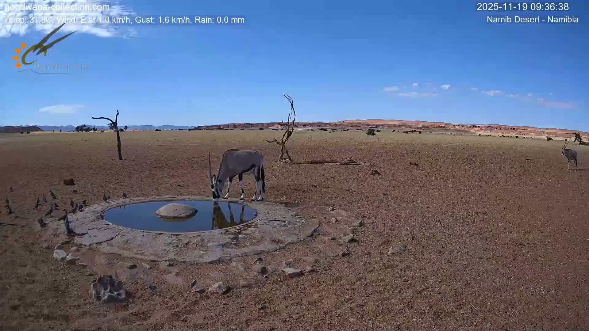 Wild Life in Namib Desert Naukluft National Park Live Cam - Maltahohe, Hardap,  Namibia
