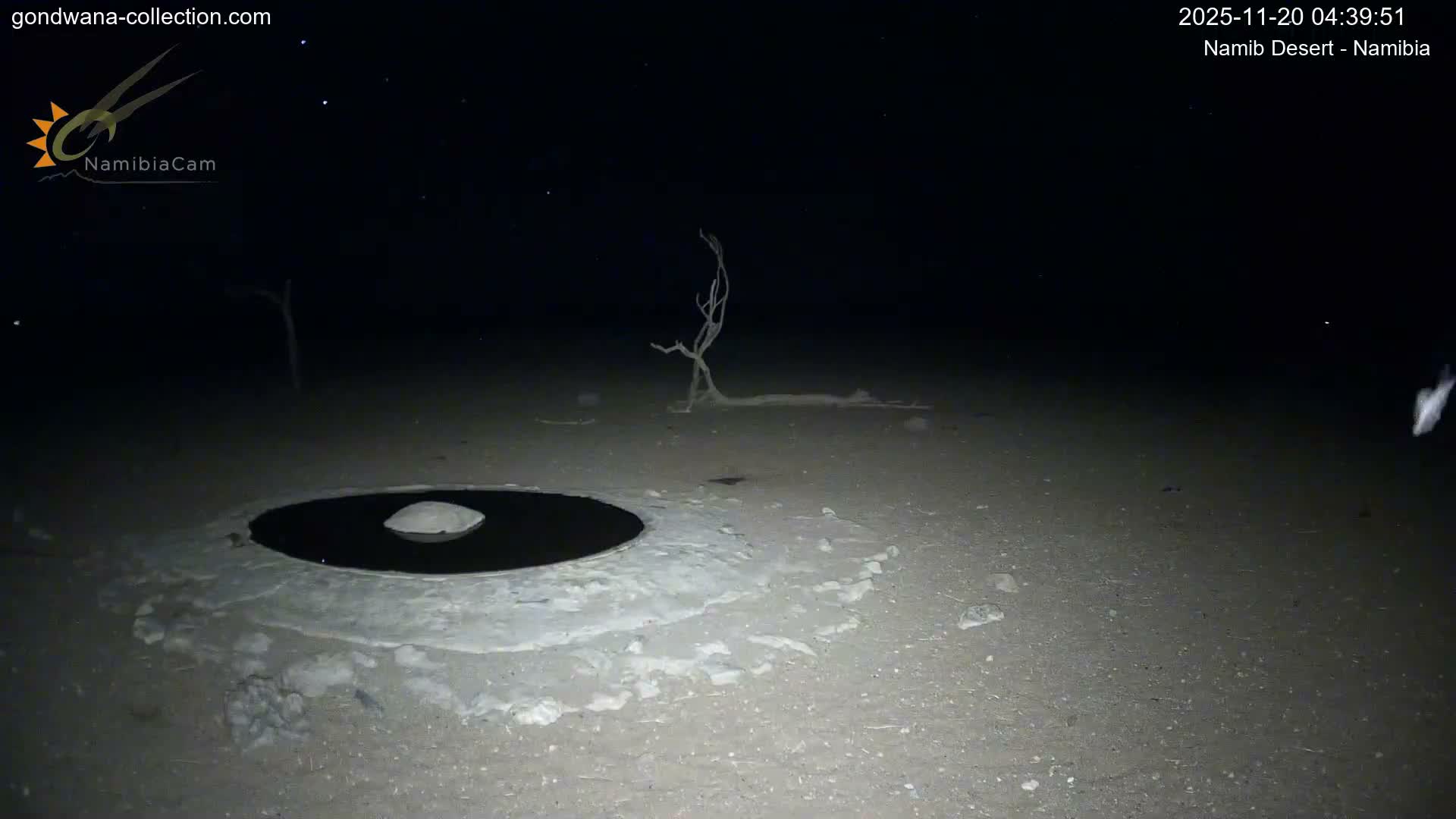 Wild Life in Namib Desert Naukluft National Park Live Cam - Maltahohe, Hardap,  Namibia