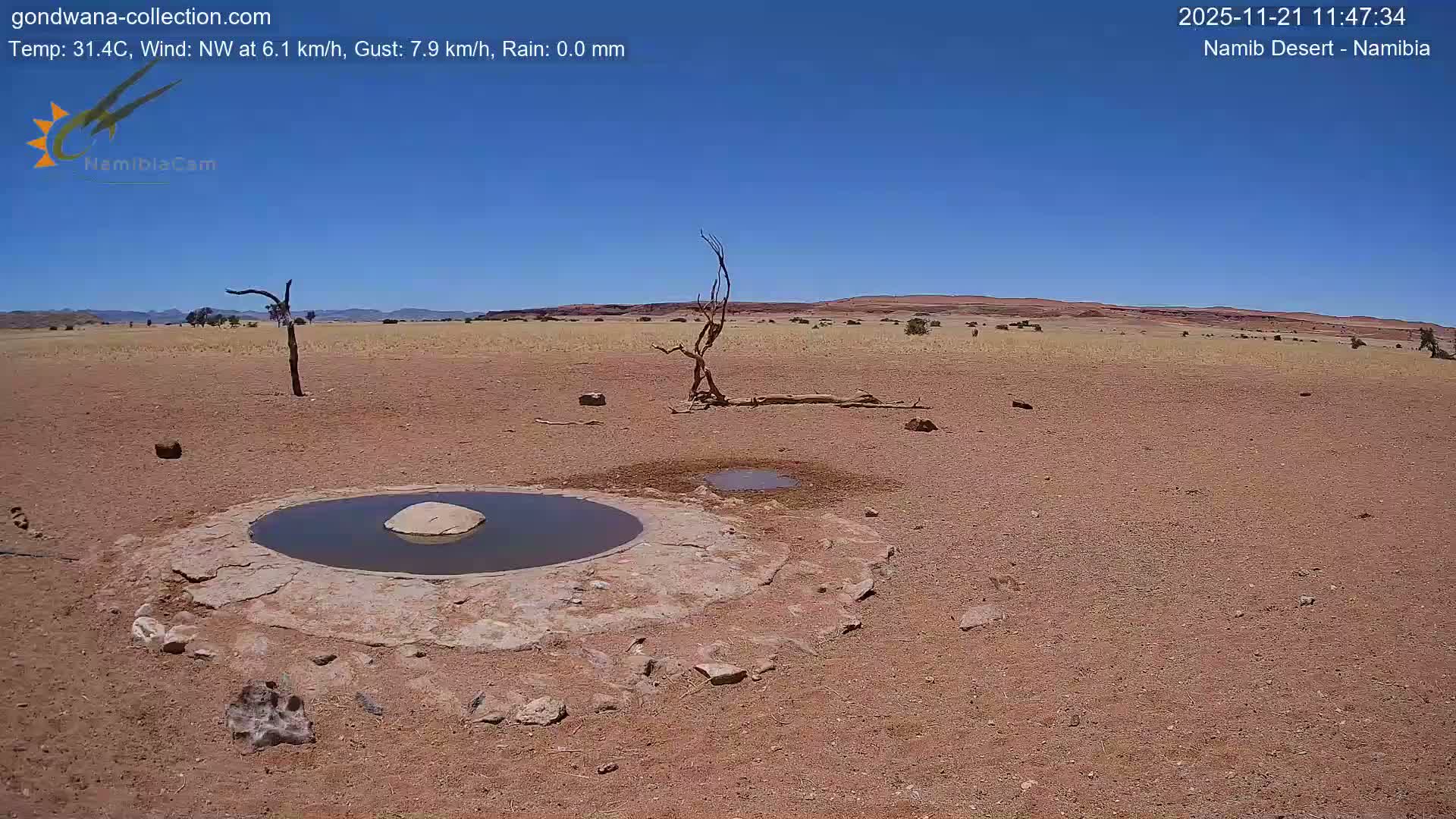 A wide shot of a hot and sunny arid desert landscape features a stone-lined waterhole with a rock in the center, a smaller muddy puddle, and several dead, bare trees scattered across the reddish-brown earth under a clear blue sky.