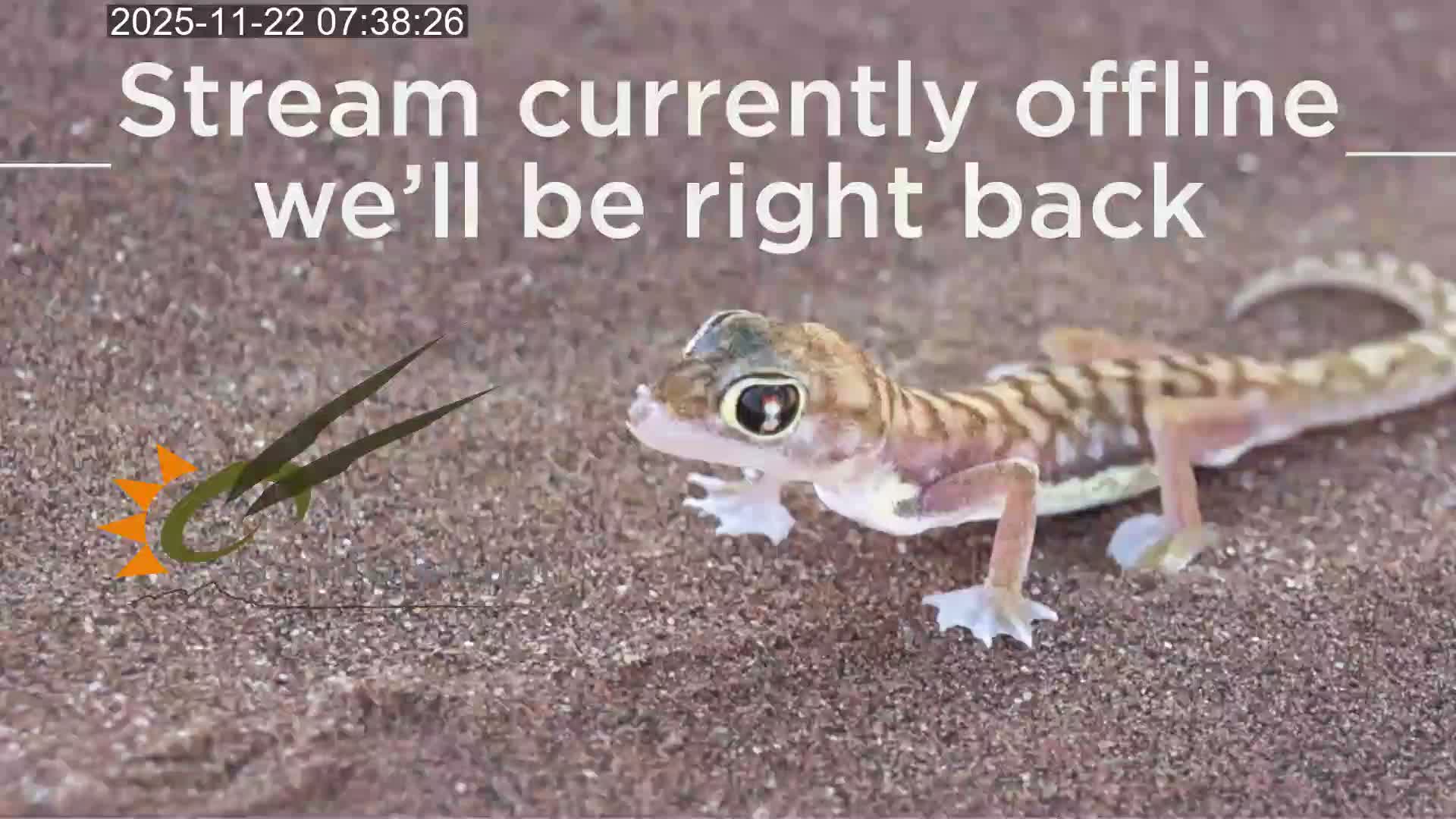 Wild Life in Namib Desert Naukluft National Park Live Cam - Maltahohe, Hardap,  Namibia