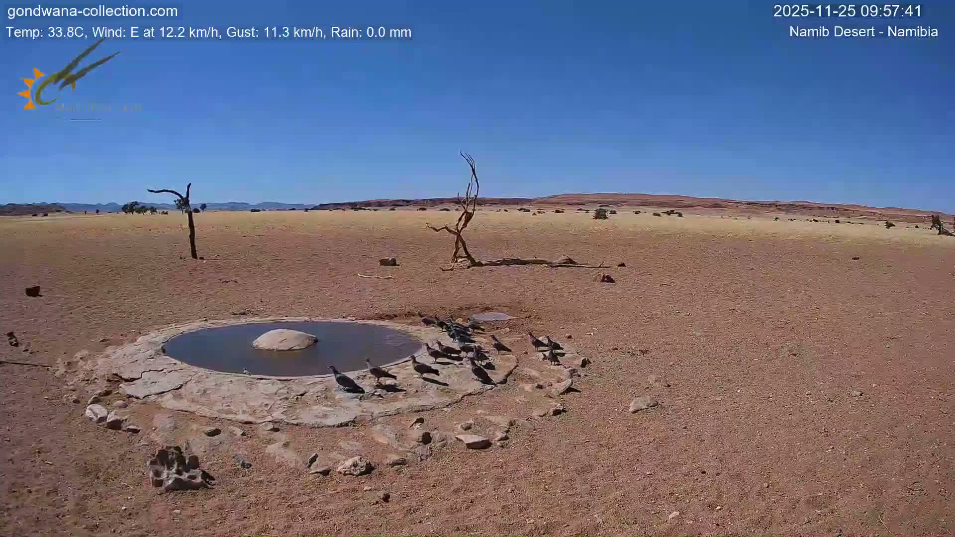 Wild Life in Namib Desert Naukluft National Park Live Cam - Maltahohe, Hardap,  Namibia