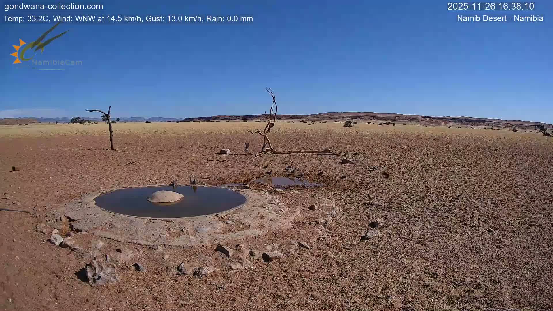 Wild Life in Namib Desert Naukluft National Park Live Cam - Maltahohe, Hardap,  Namibia