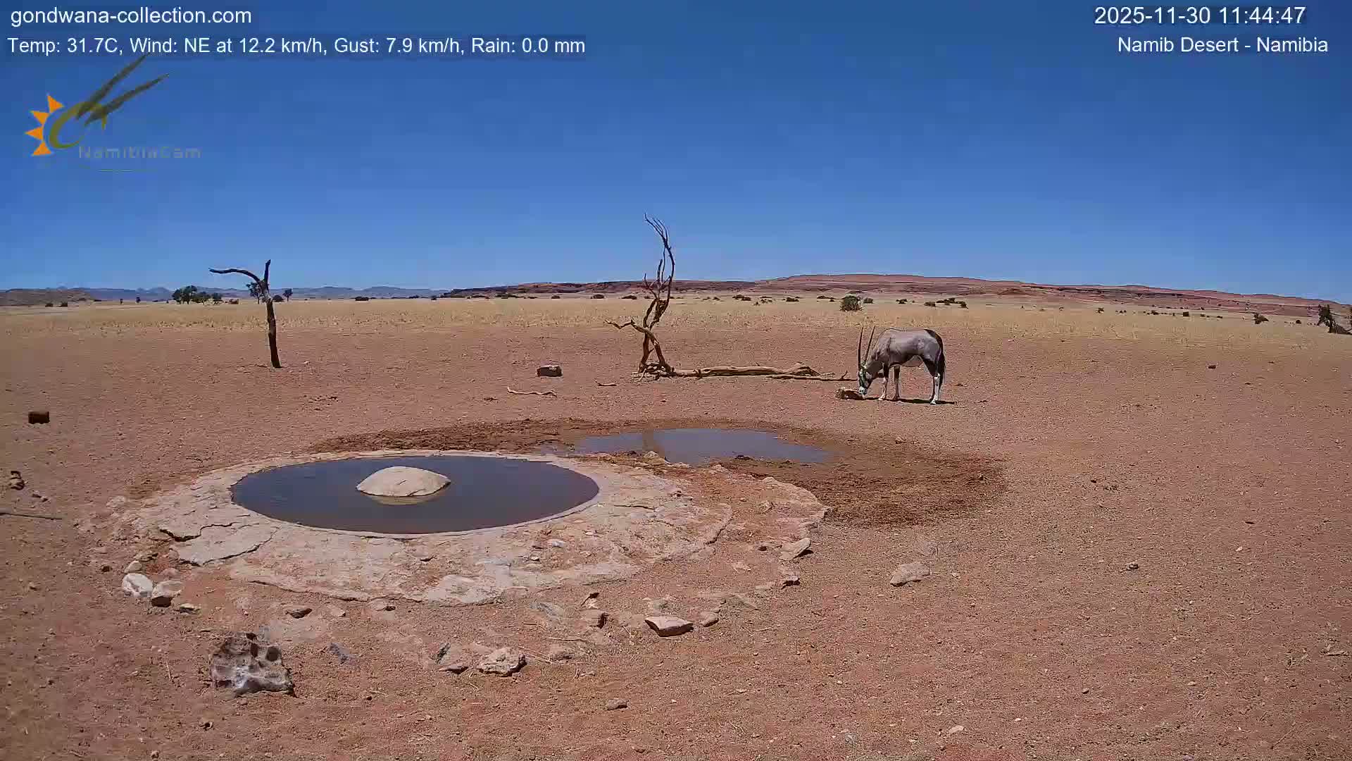 A lone Oryx drinks from a muddy puddle beside a stone-rimmed waterhole in a vast, arid desert under a brilliant blue sky.