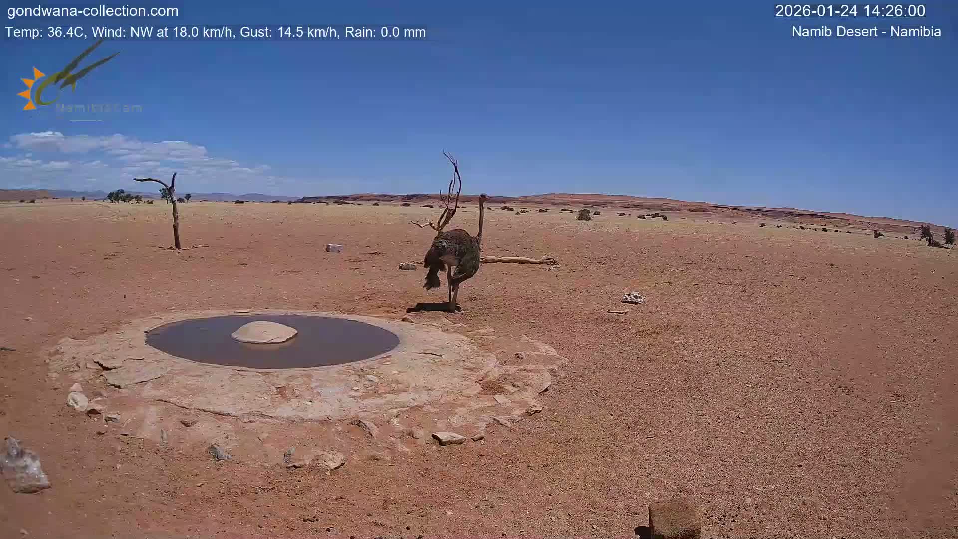 Wild Life in Namib Desert Naukluft National Park Live Cam - Maltahohe, Hardap,  Namibia