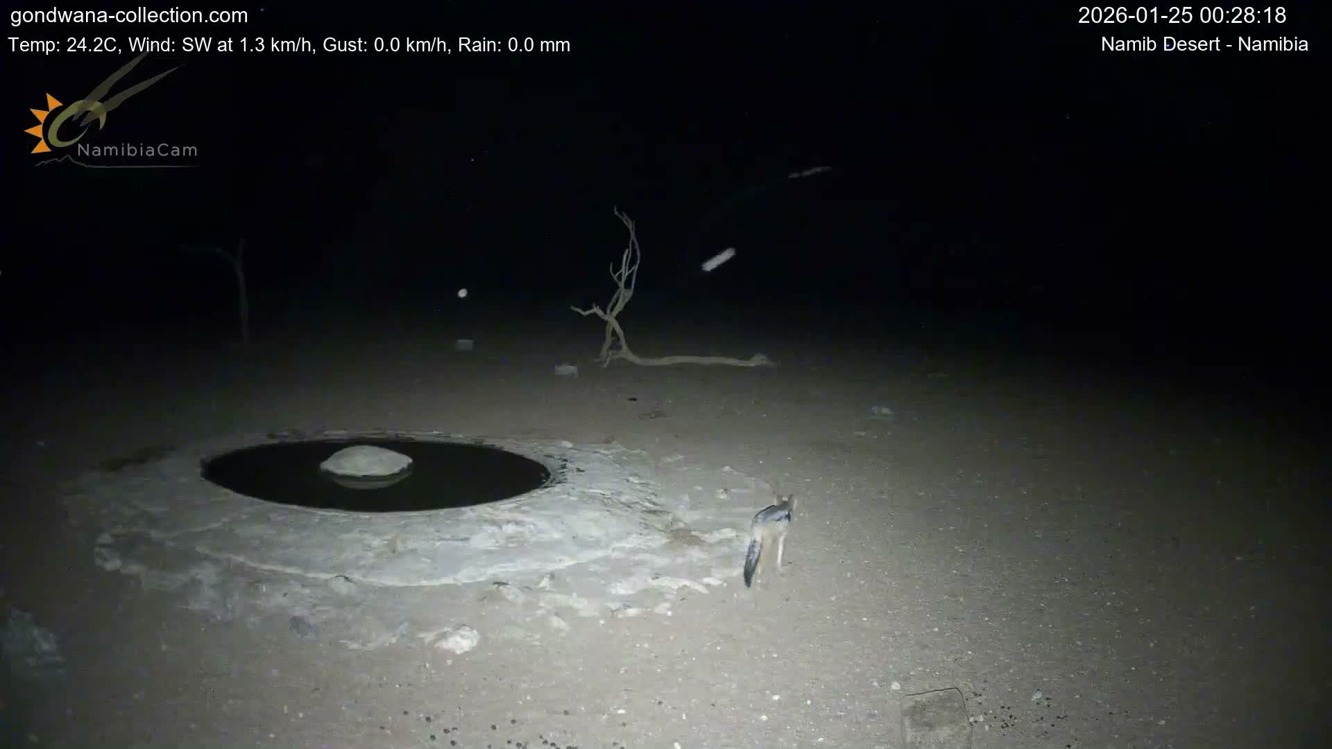 Wild Life in Namib Desert Naukluft National Park Live Cam - Maltahohe, Hardap,  Namibia
