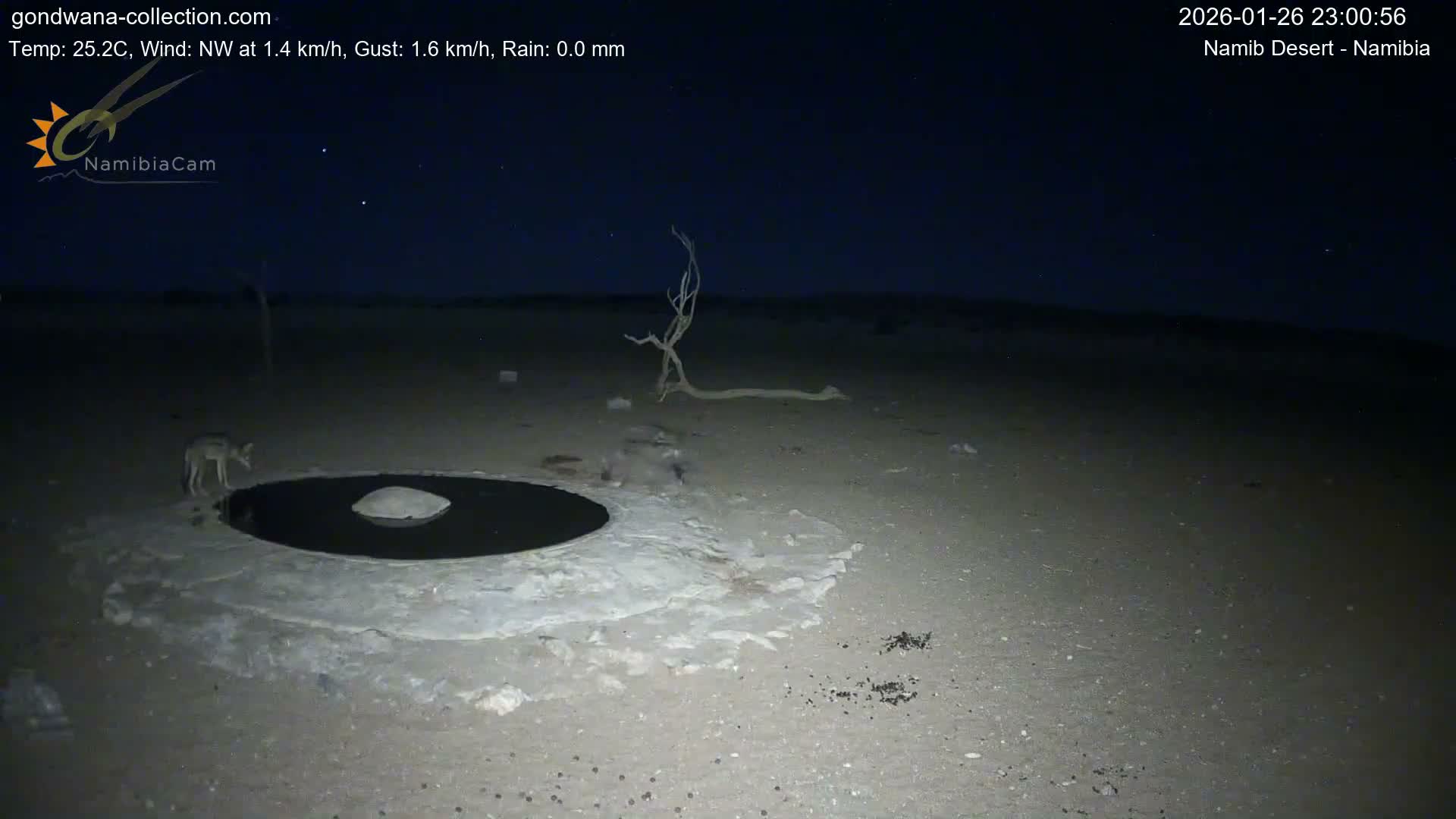 Wild Life in Namib Desert Naukluft National Park Live Cam - Maltahohe, Hardap,  Namibia