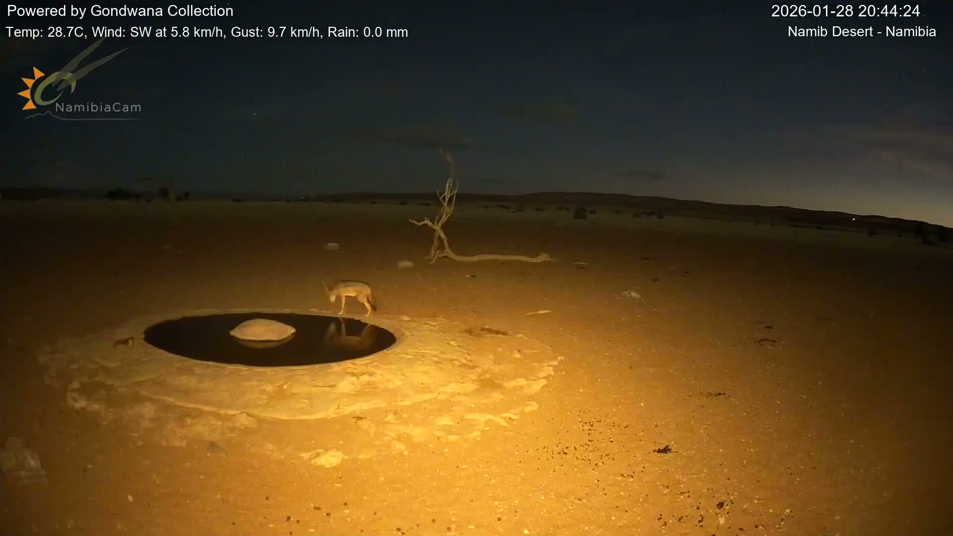 Wild Life in Namib Desert Naukluft National Park Live Cam - Maltahohe, Hardap,  Namibia