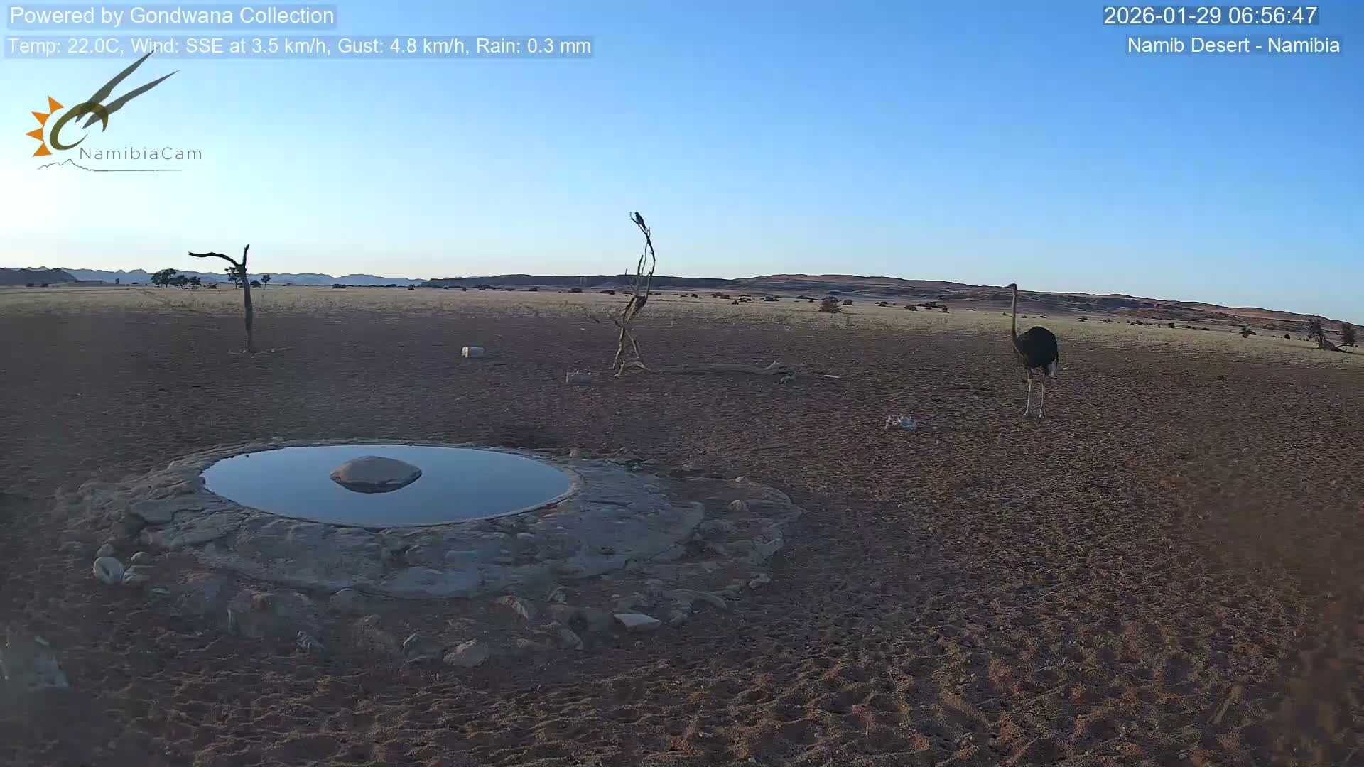 Wild Life in Namib Desert Naukluft National Park Live Cam - Maltahohe, Hardap,  Namibia