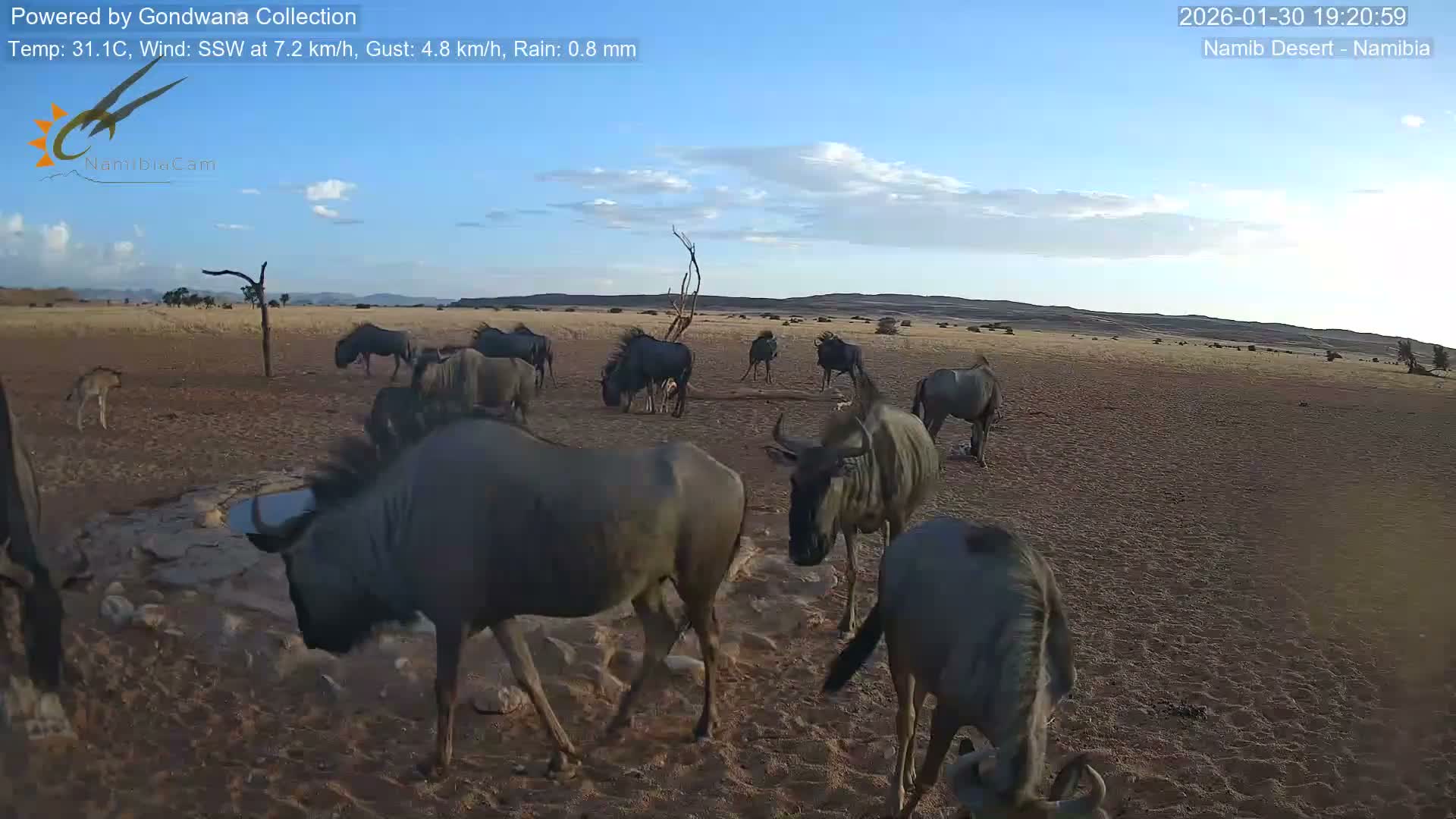 Wild Life in Namib Desert Naukluft National Park Live Cam - Maltahohe, Hardap,  Namibia