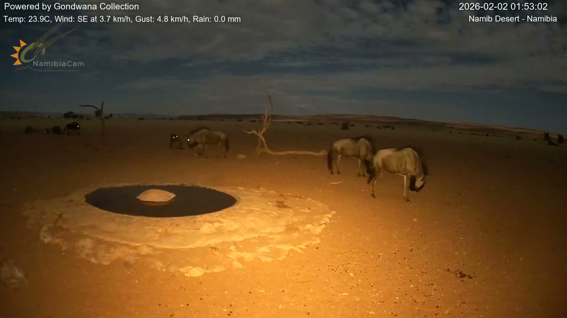 Wild Life in Namib Desert Naukluft National Park Live Cam - Maltahohe, Hardap,  Namibia
