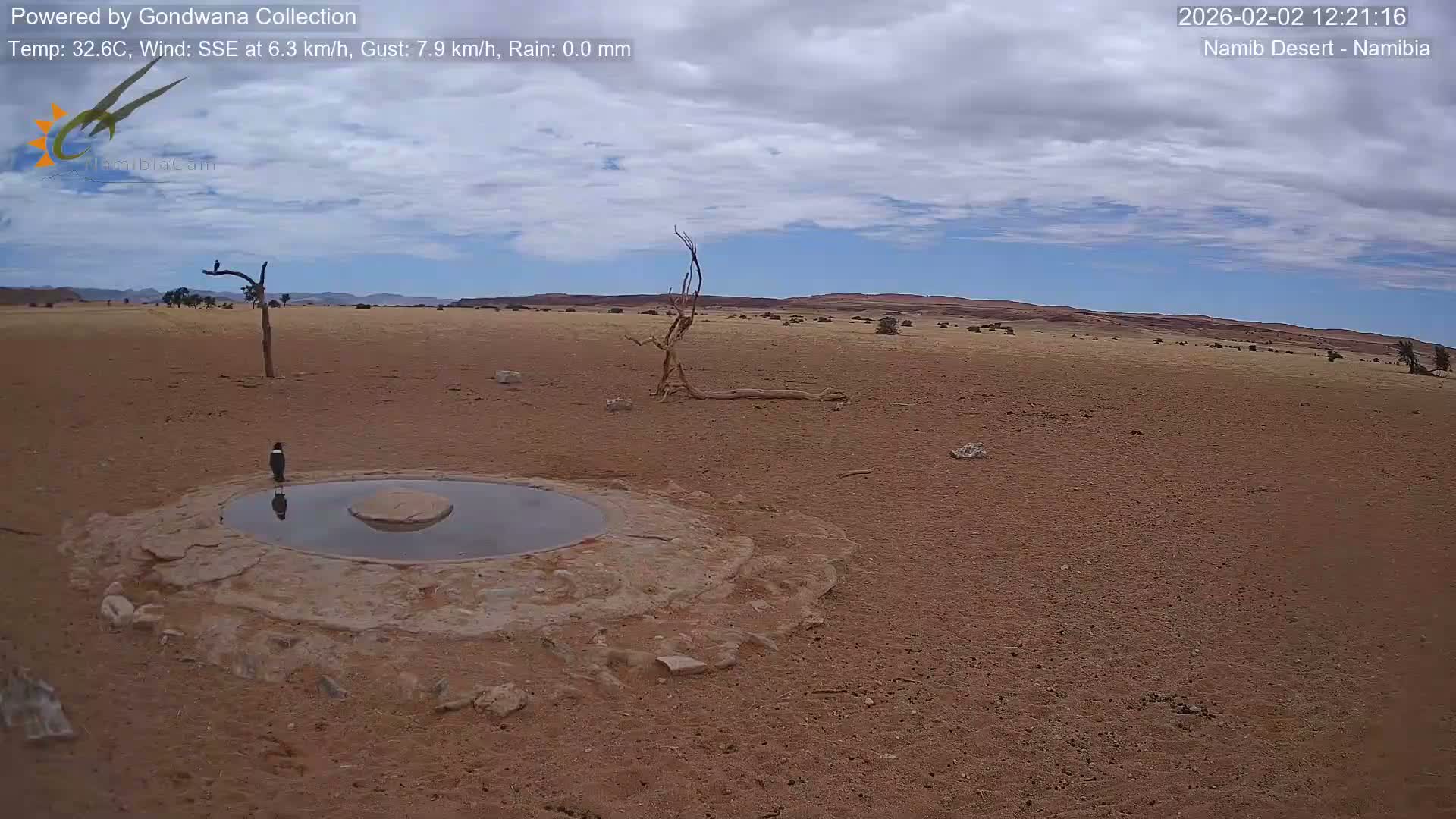 Wild Life in Namib Desert Naukluft National Park Live Cam - Maltahohe, Hardap,  Namibia