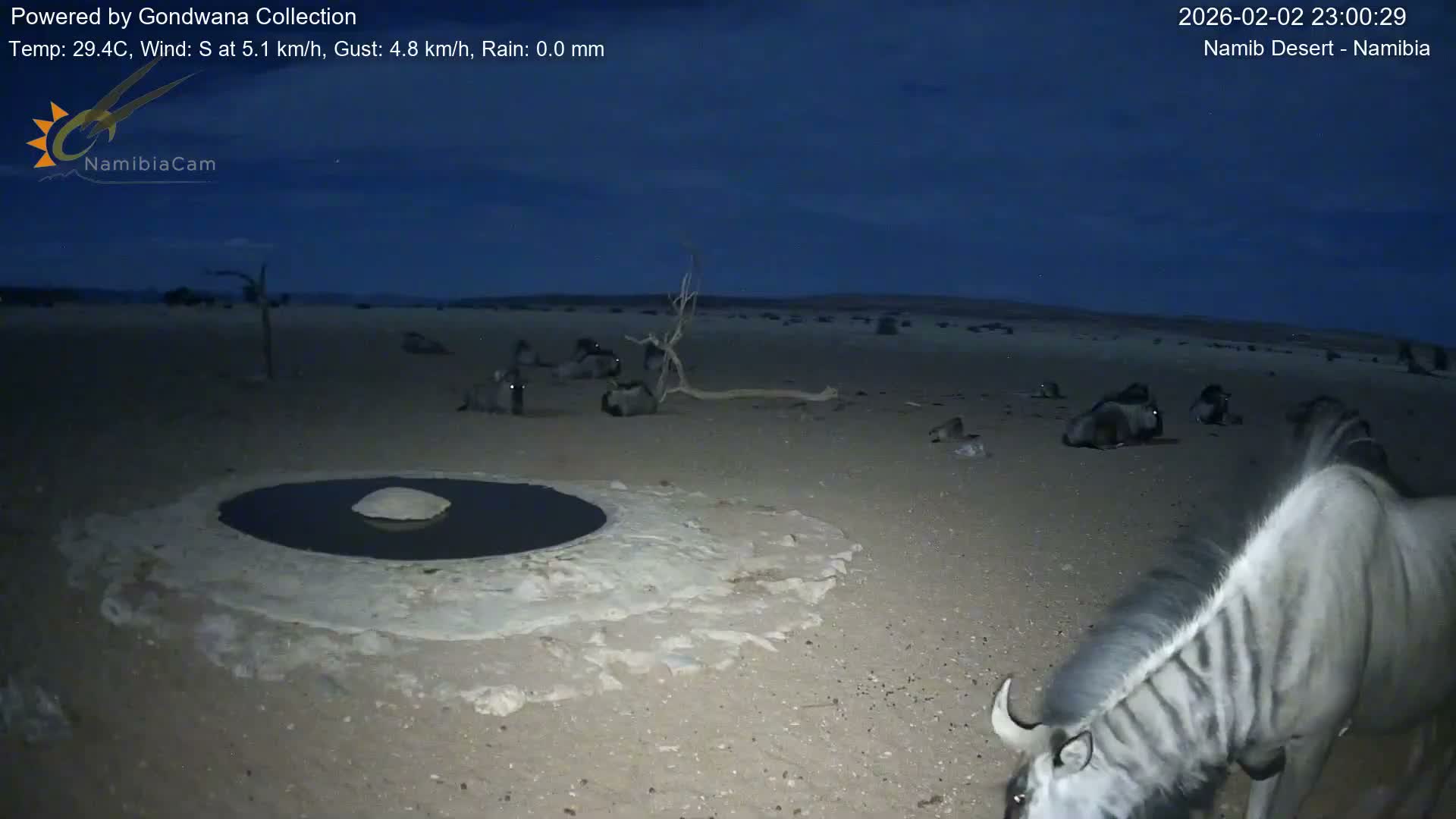 Wild Life in Namib Desert Naukluft National Park Live Cam - Maltahohe, Hardap,  Namibia